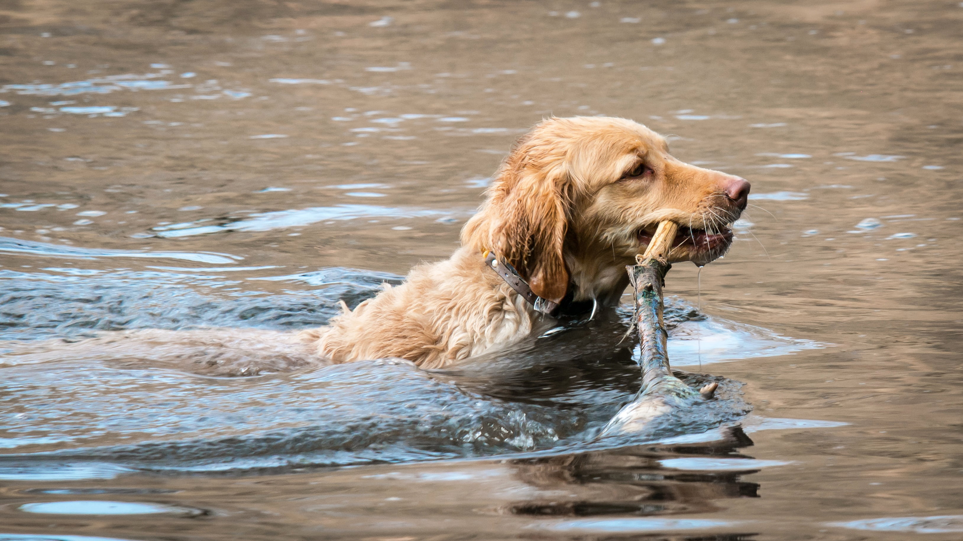 swim, one animal, golden retriever, light, swimming, animal themes, mammal, 2K, animal, day, golden, wet dog, daytime, waterfront, nature, outdoors, no people, HD Wallpaper
