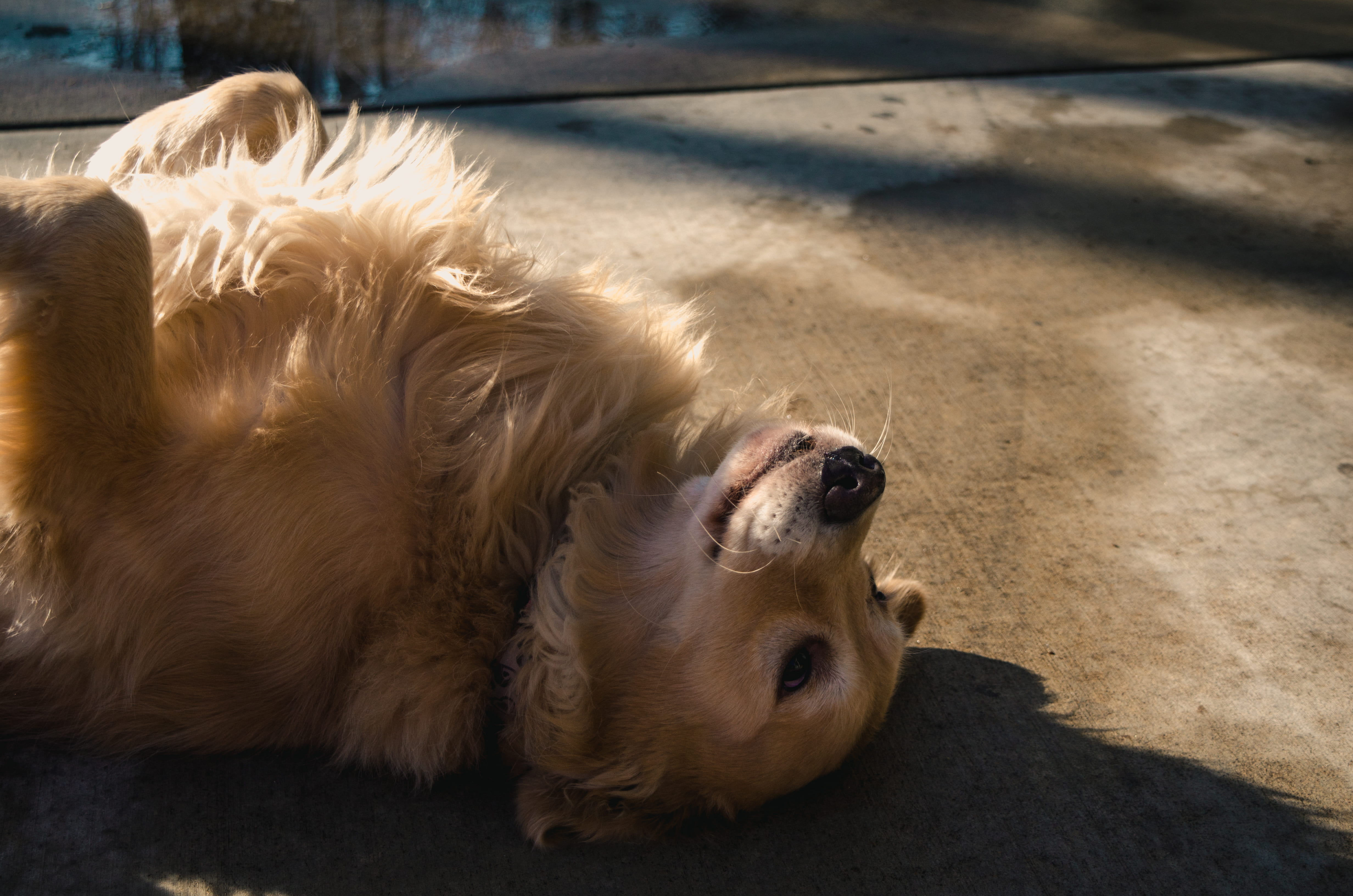 domestic animals, daylight, lying, lap dog, wet, hair, eye, tricks, road, cute, playful, ground, golden, sunlight, purebred, one animal, outdoor, concrete, HD Wallpaper