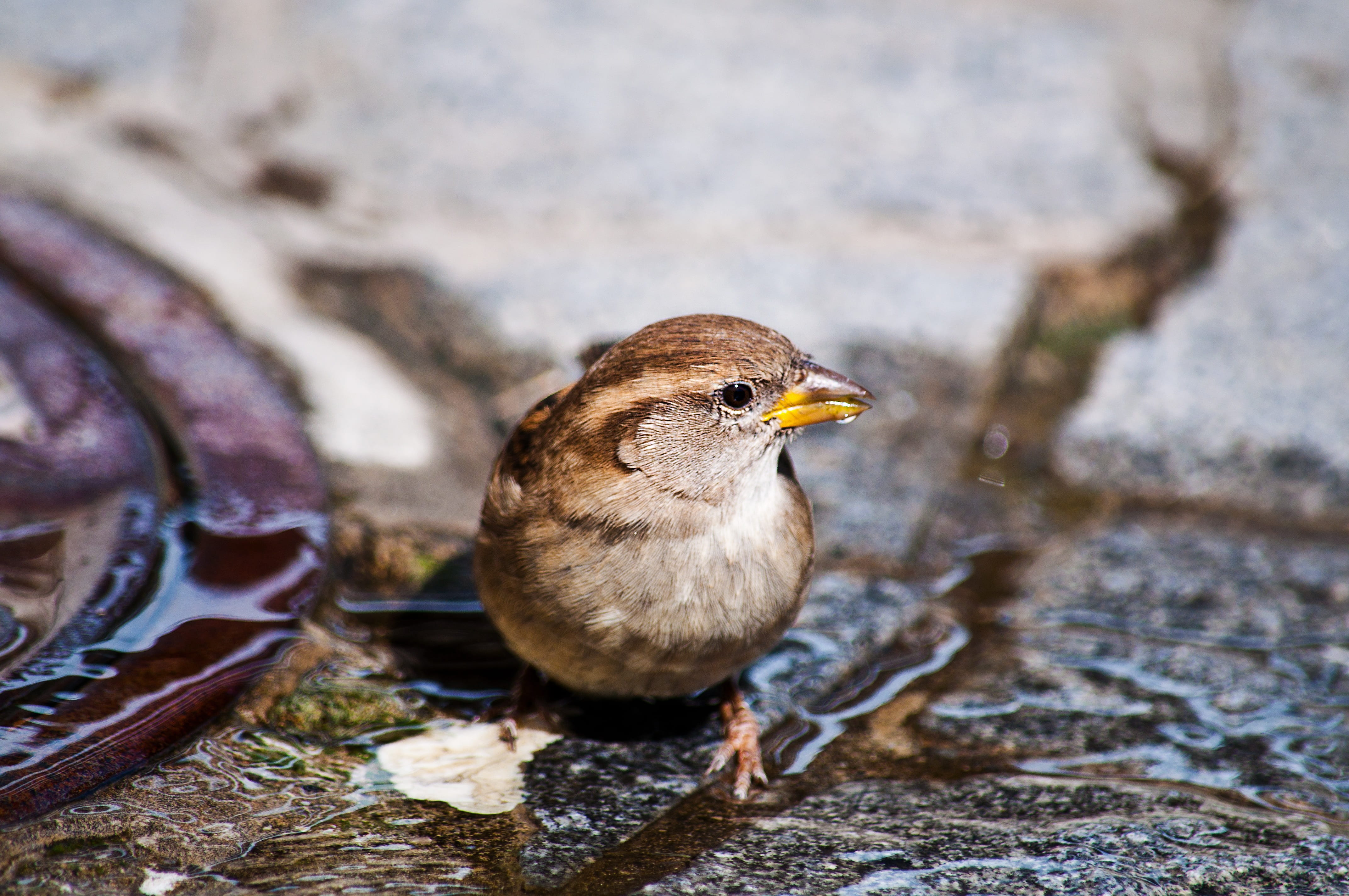 close up, one animal, vertebrate, no people, solid, focus on foreground, outdoors, drink, animal world, sparrow, sun, heat, wild, selective focus, bird, HD Wallpaper