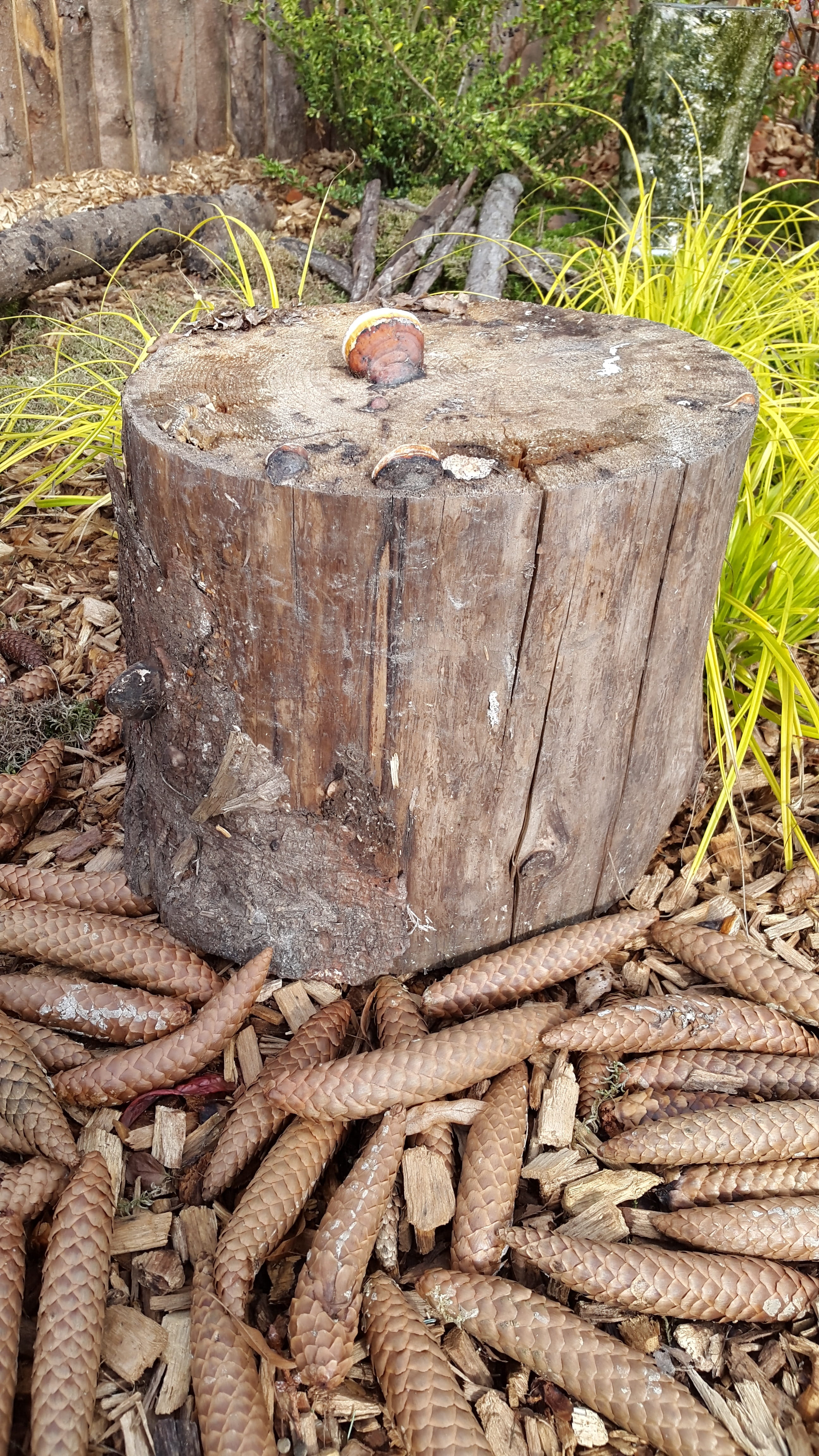 ivy, rock, bark, root, wet, firewood, tree, log, old, green, floor, outdoors, tribe, no people, fibers, wood, plant, metal, colorful, forest, building, Phone HD Wallpaper