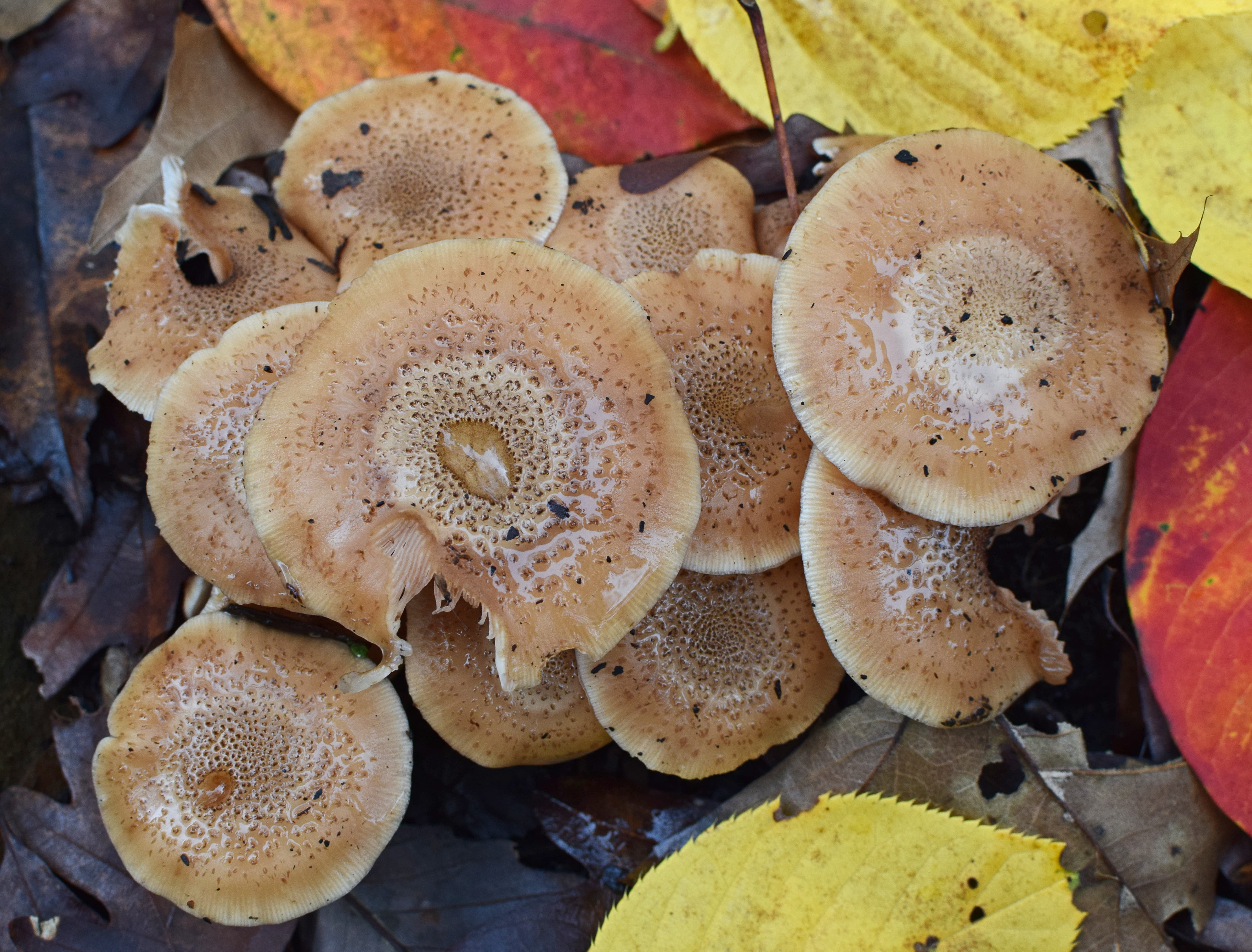 mushroom, day, plant, edible mushroom, fruit, oak, freshness, directly above, united states, fungi, colorful, mushroom colony, still life, wellbeing, no people, HD Wallpaper