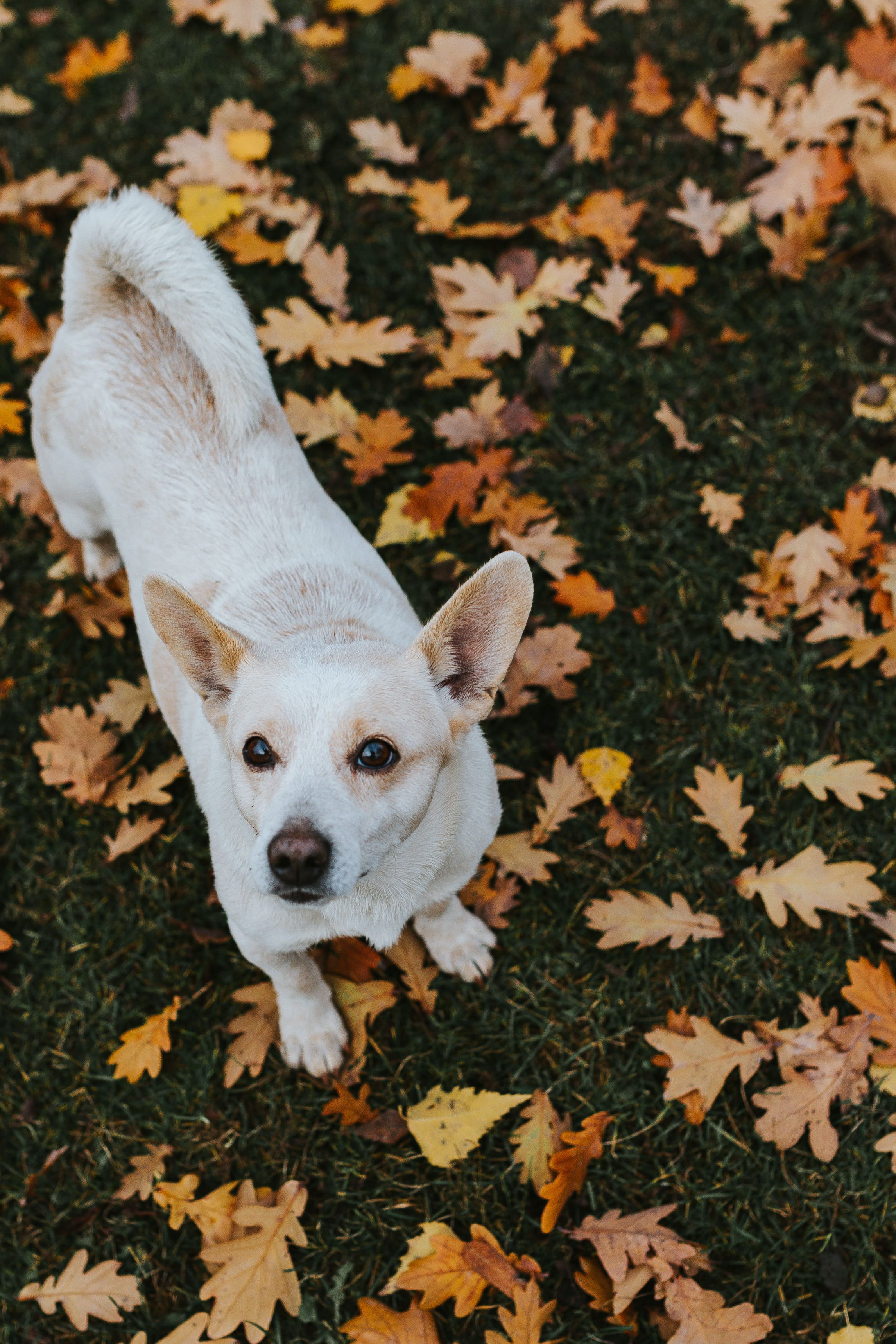 lying Down, one animal, portrait, domestic, puppy, vertebrate, canine, 2K, high angle view, leaf, animal head, pets, no people, small, animal, dog, animal themes, Phone HD Wallpaper
