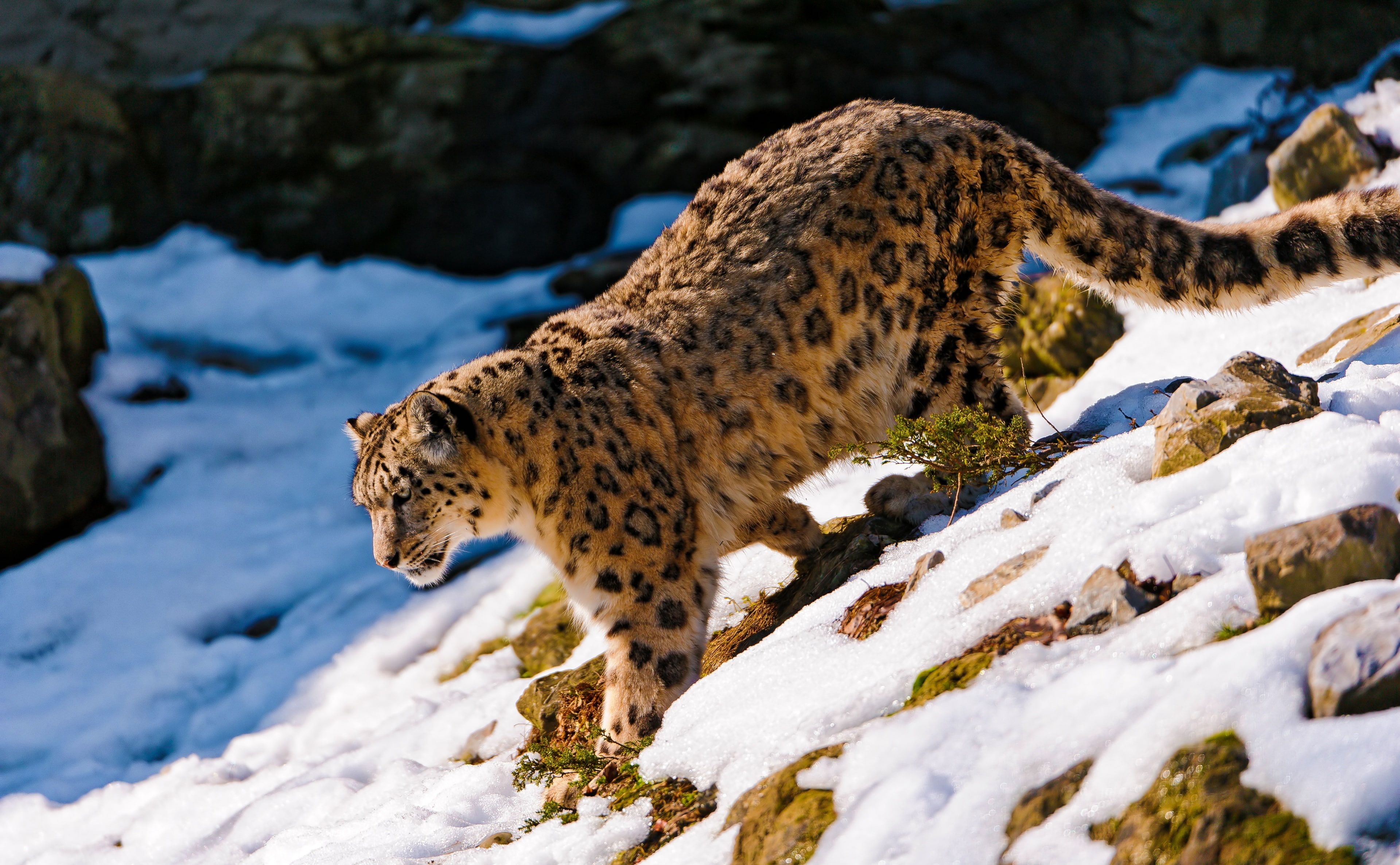 no people, winter, vertebrate, cheetah, animal wildlife, one animal, walking down, Wild, nature, Animals, snow leopard, wild animal, animal, Beautiful, HD Wallpaper