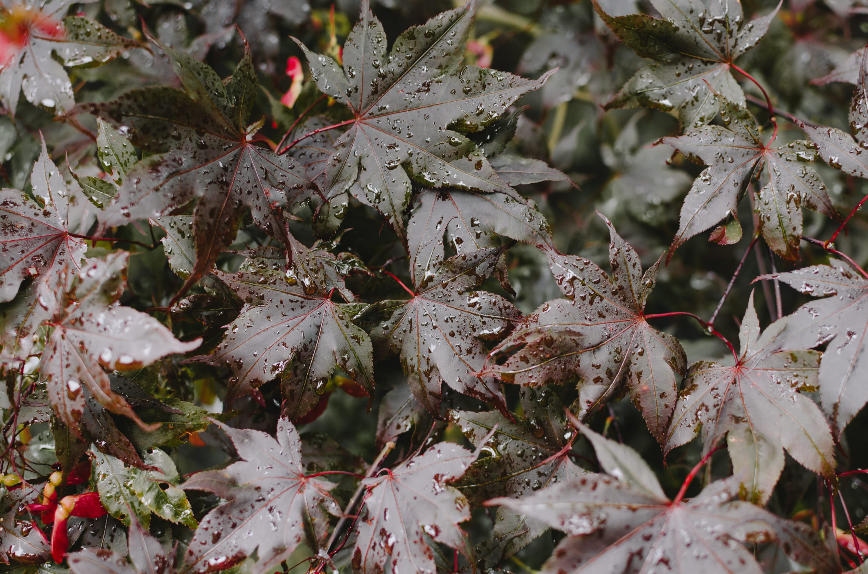 dry, full frame, day, leaf, nature, moody, brown, water, dark, autumn, change, plant part, no people, tree, selective focus, maple, rain, backgrounds, green color, HD Wallpaper