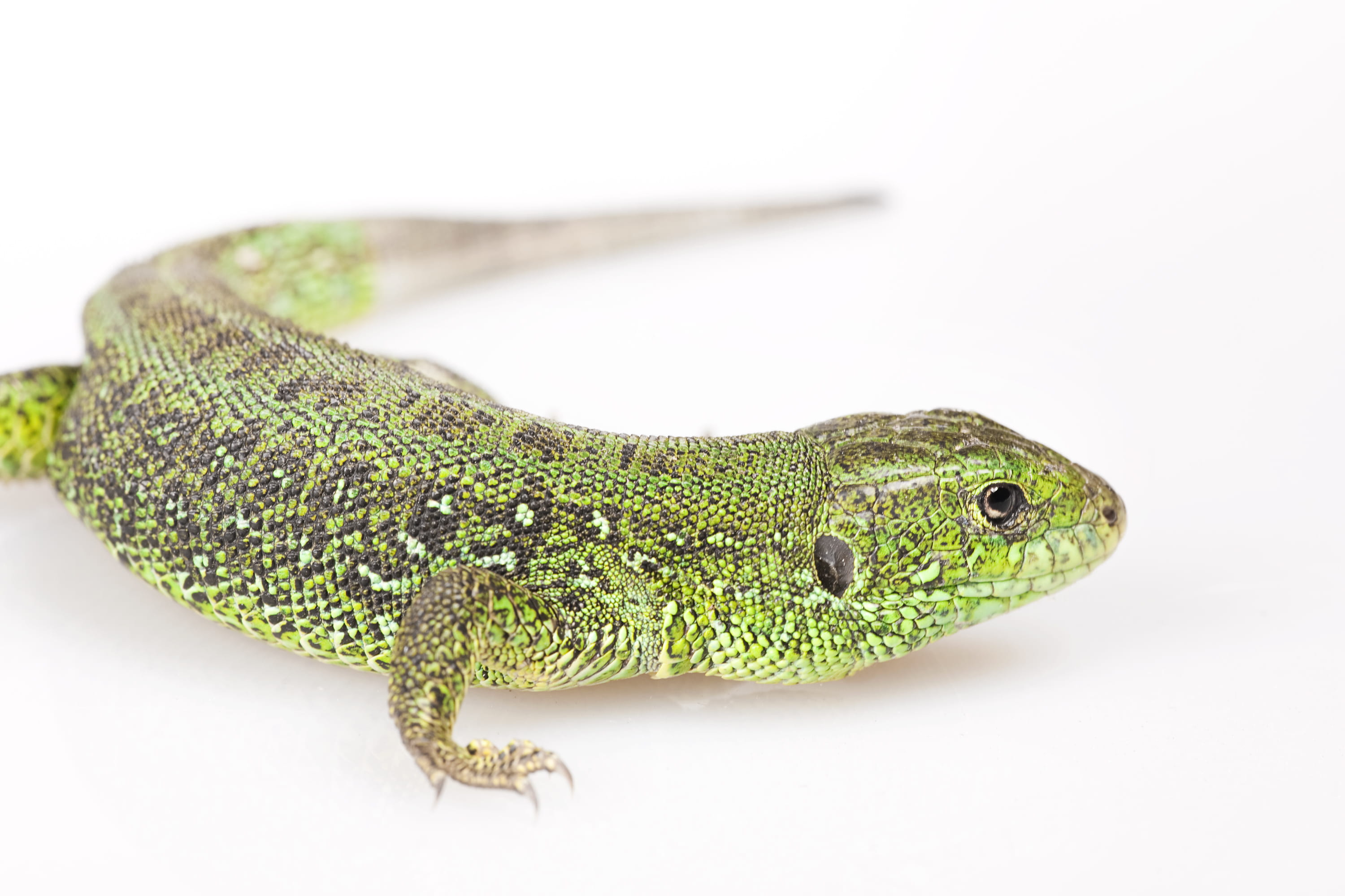 green color, reptile, animal, lizard, walking, cute, close-up, background, vertebrate, chameleon, lying, animal wildlife, beauty, animal themes, sticky, HD Wallpaper