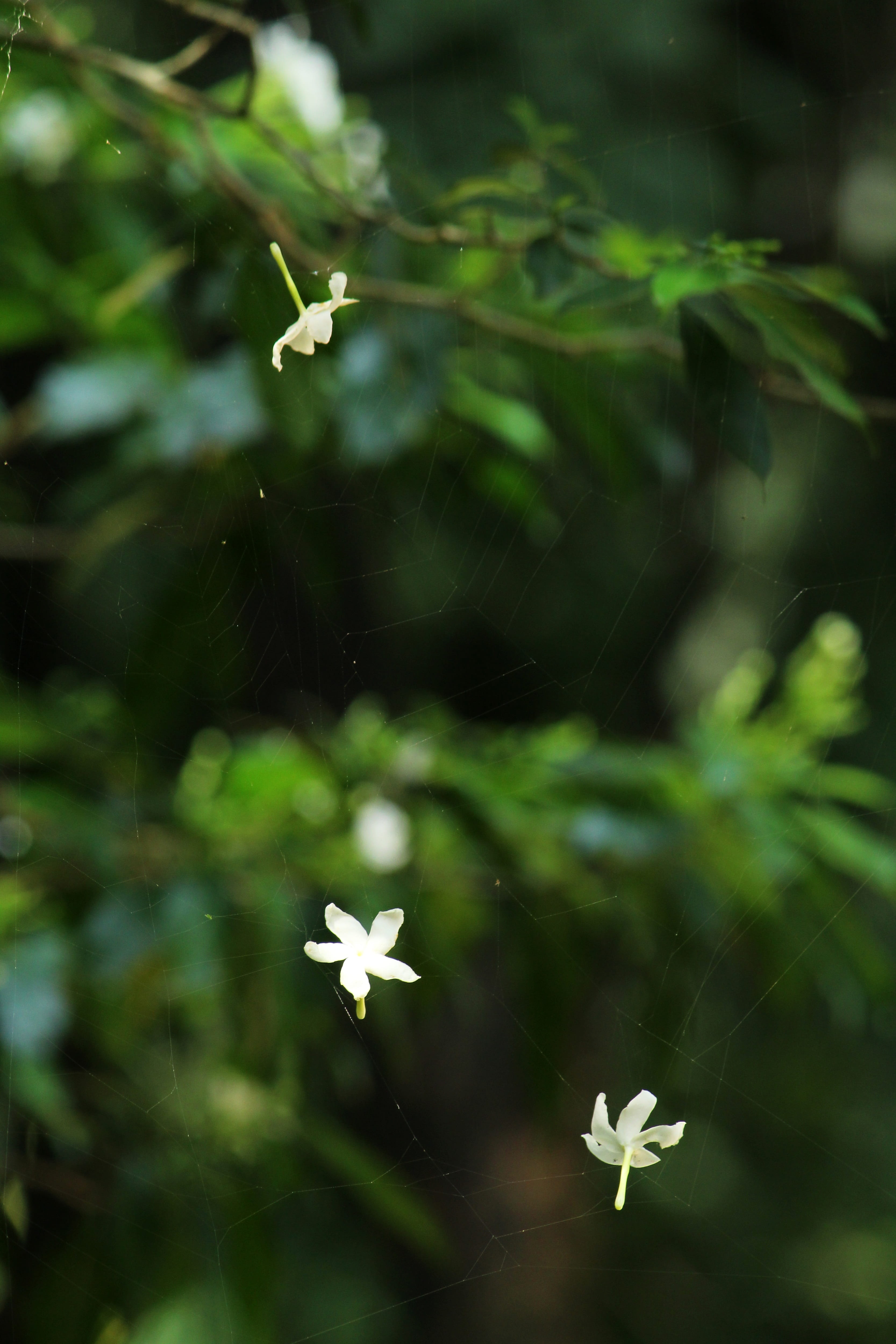 web, spider web, green color, inflorescence, blossom, growth, flower head, natural, 4K, banner, flower, white color, white, selective focus, close-up, Phone HD Wallpaper