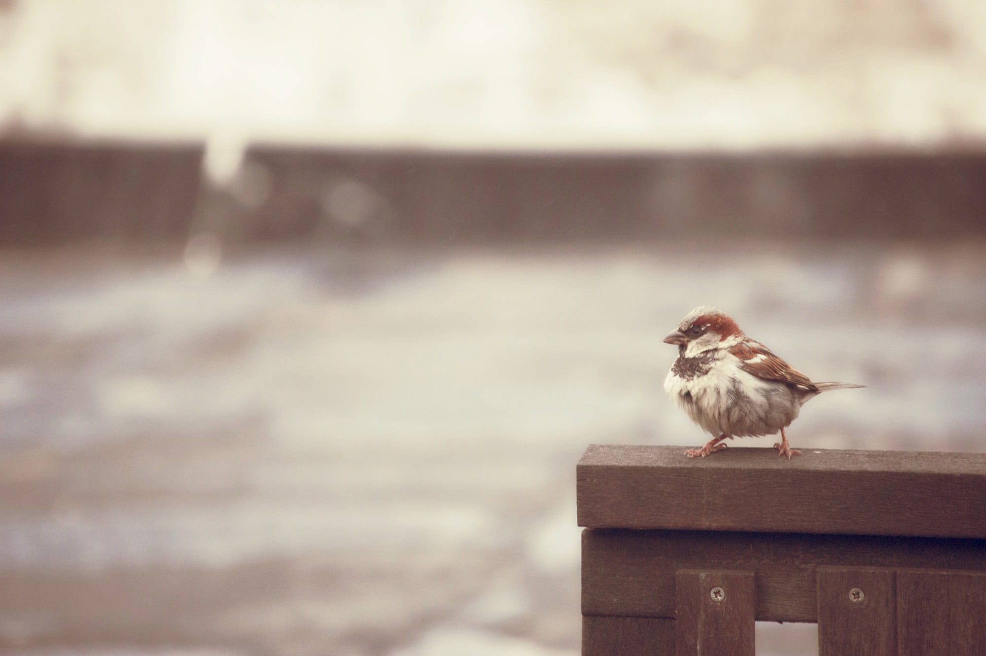 perching, trueb, outdoor, wood - material, rain, water, animal wildlife, focus on foreground, animals in the wild, railing, no people, outdoors, sparrow, HD Wallpaper