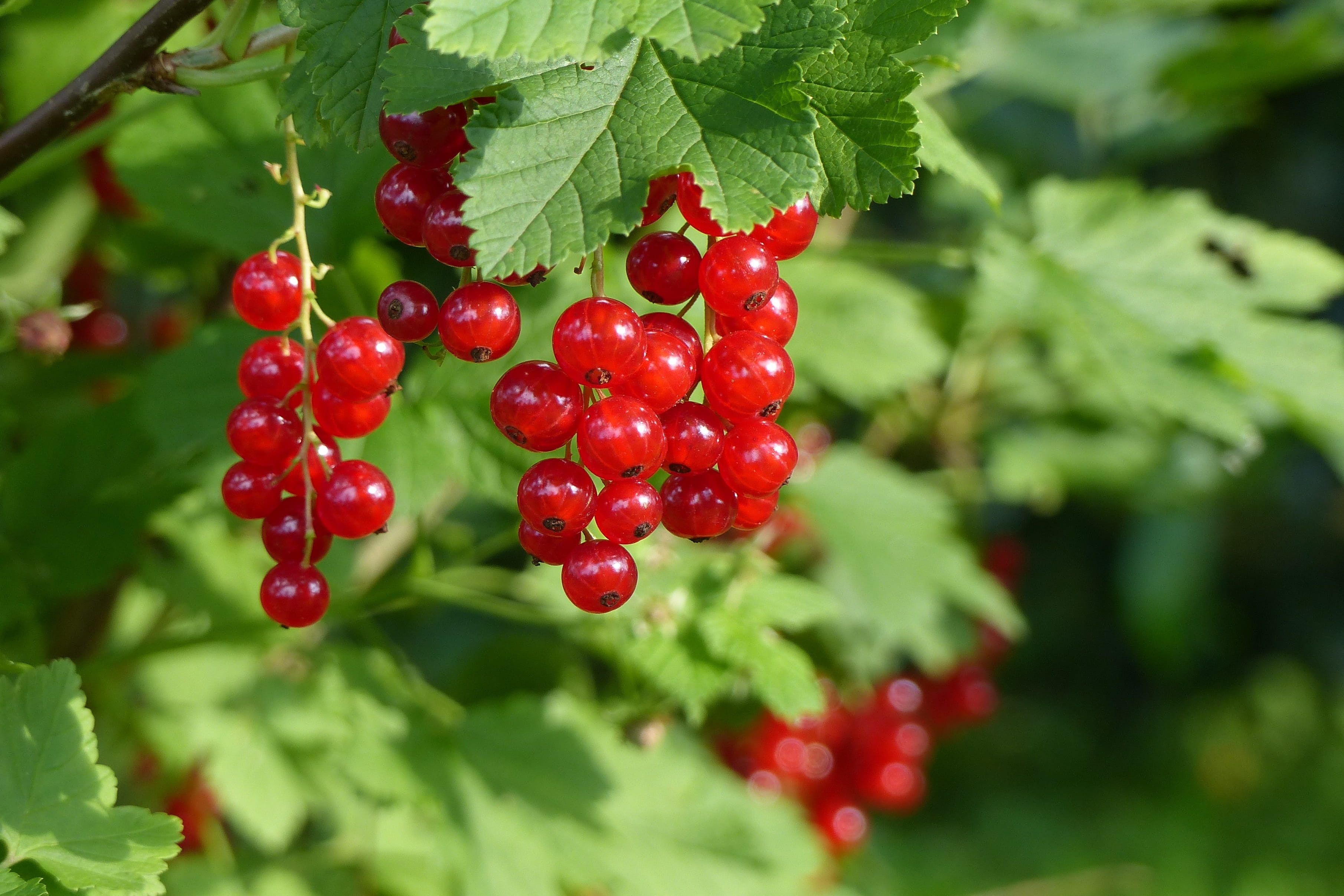 red, tree, food, beauty in nature, no people, Garden, food and drink, garden, leaf, close-up, bush, shallow, ripe, fruit, plant part, Currant, berry fruit, HD Wallpaper