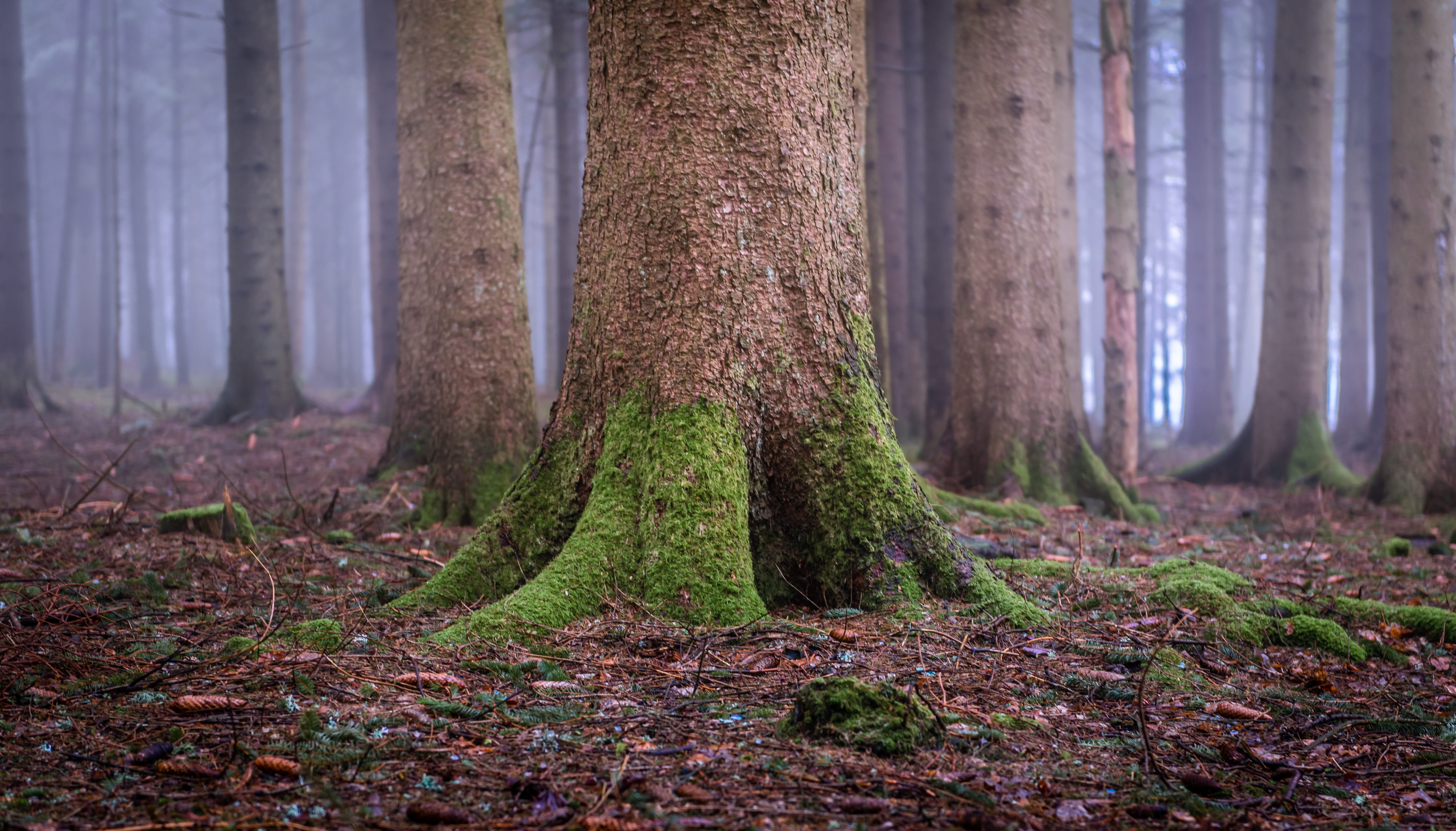 cold, tree, mood, non-urban scene, 5K, nature, foggy, woodland, recovery, cool, leaf, environment, day, land, tree trunk, tranquility, plant, plant part, HD Wallpaper