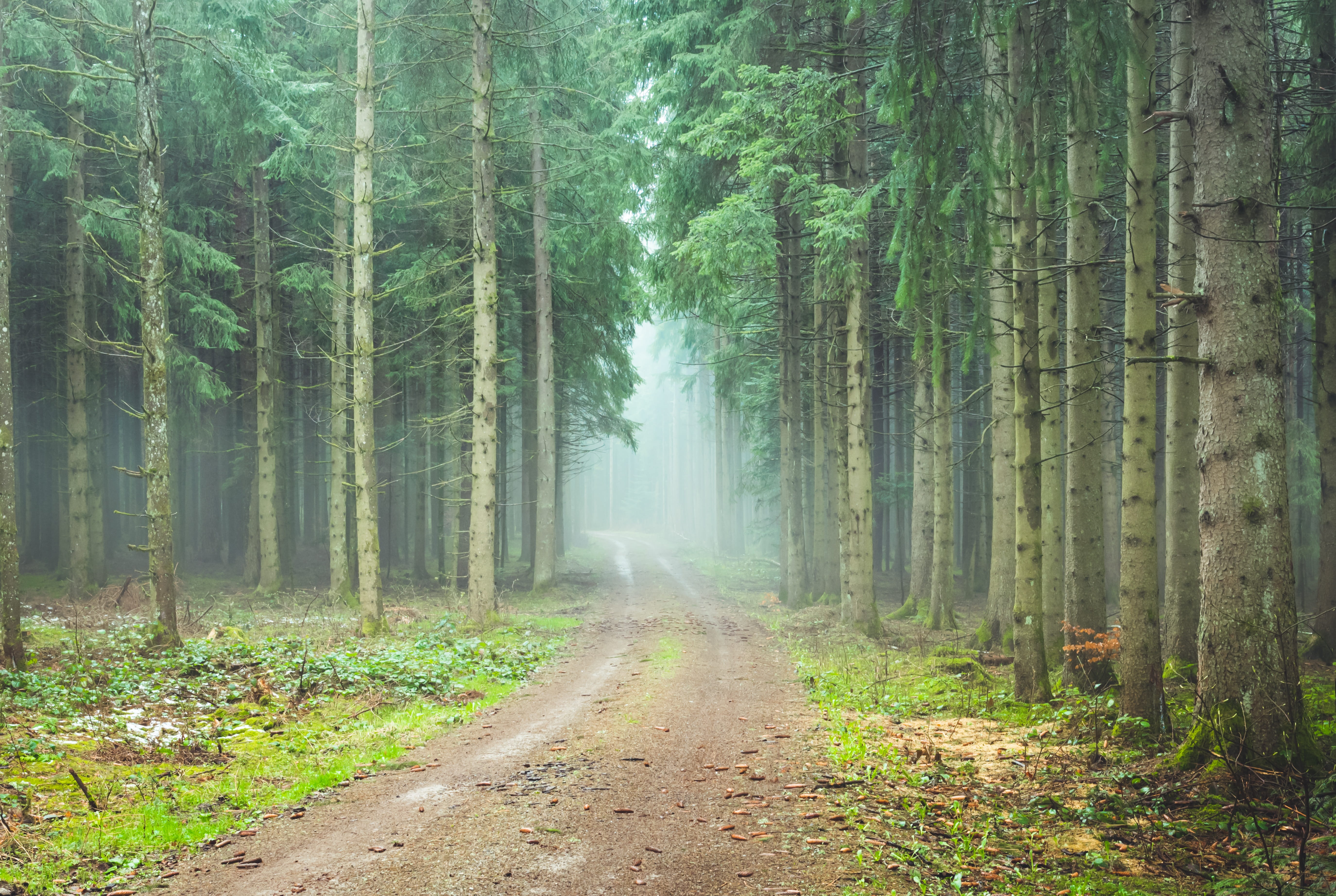 tree, tranquility, direction, plant, the way forward, trees, woodland, 5K, scenics - nature, tree trunk, cold, trail, recovery, beauty in nature, day, HD Wallpaper