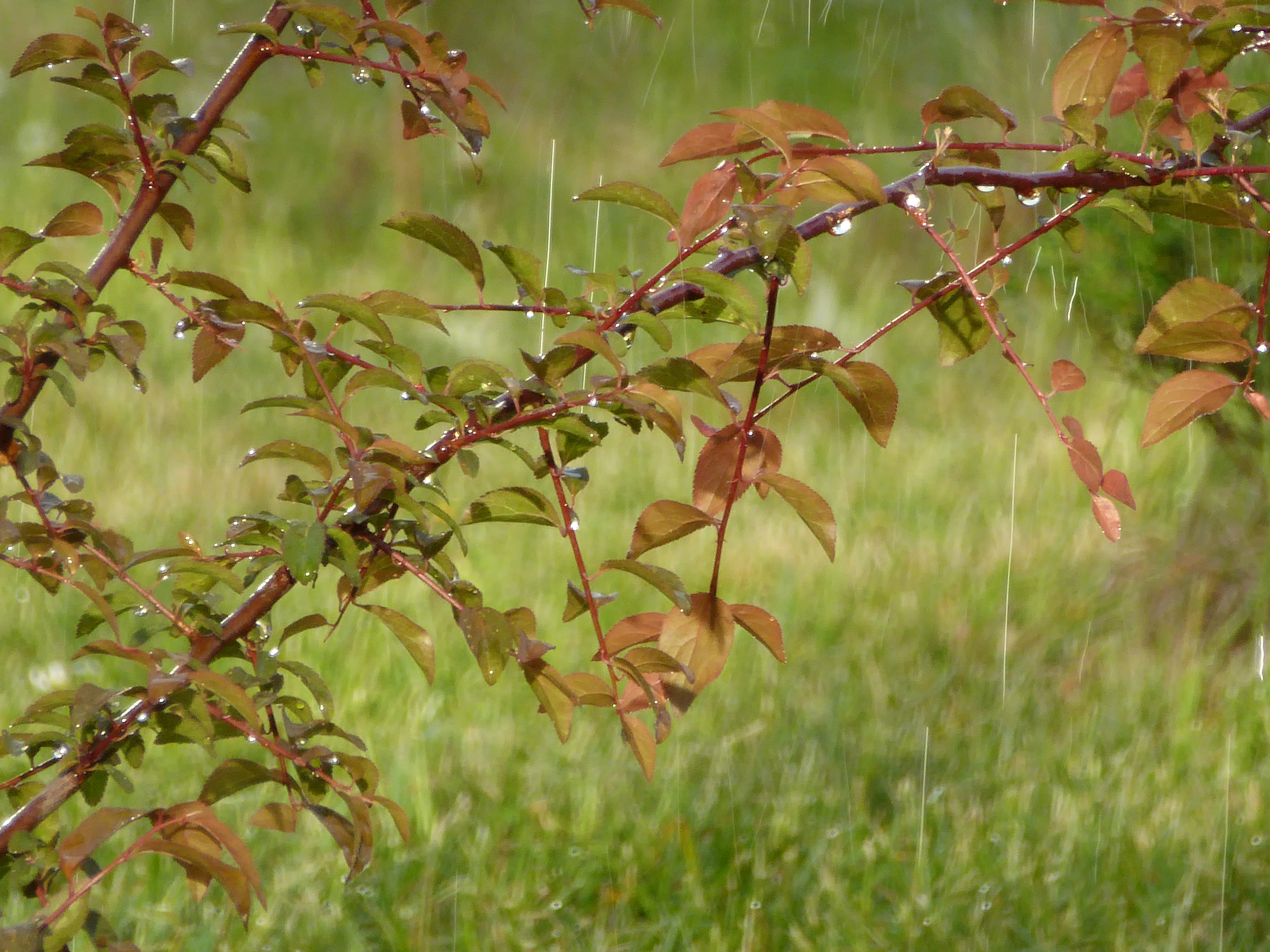 branch, wet, trueb, selective focus, leaf, plant, grass, green color, raindrop, growth, drip, rainy weather, beauty in nature, tranquility, nature, land, HD Wallpaper