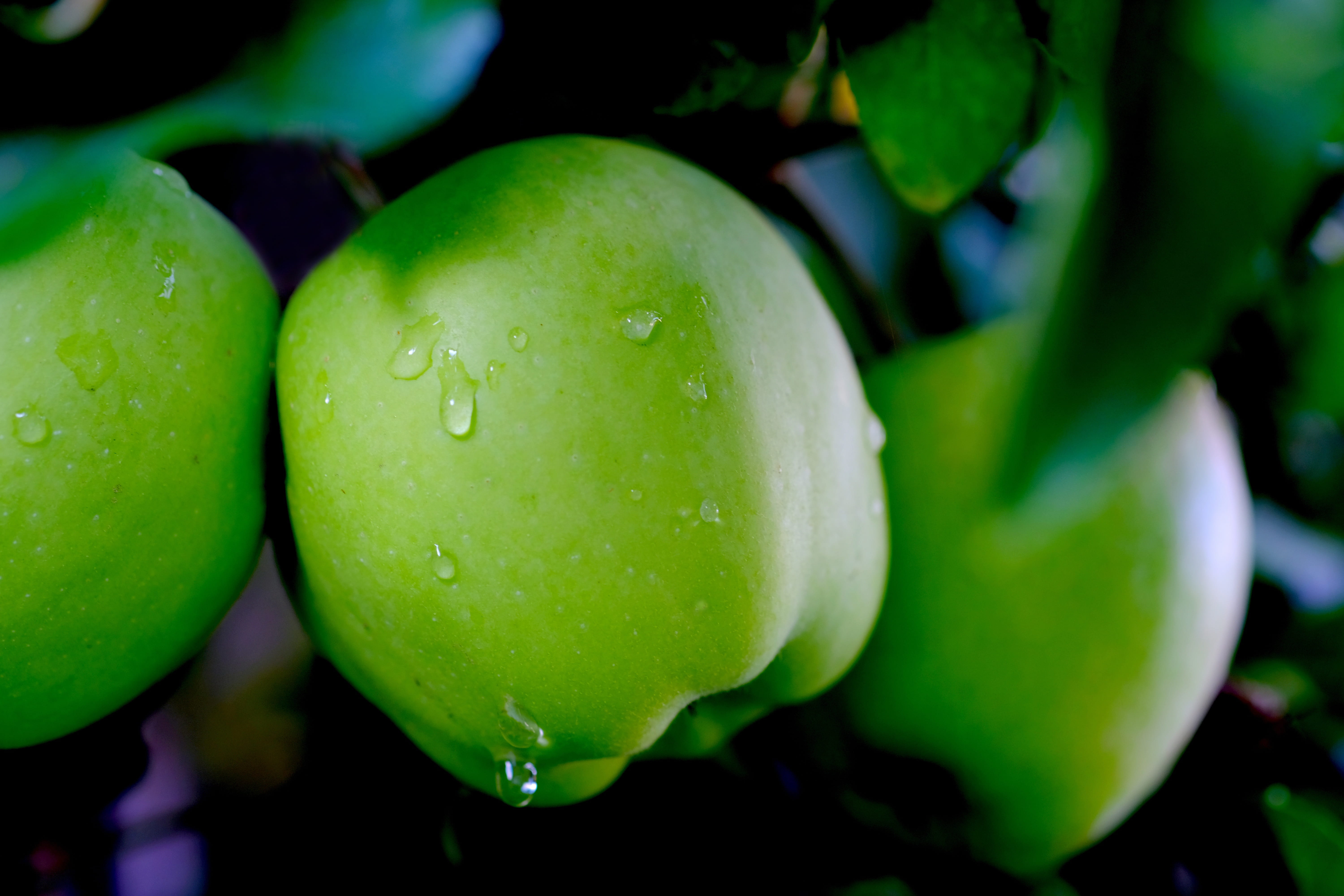 delicious, no people, apple, drop of water, drop, green, tasty, plant, wet, food and drink, ripe, garden, food, rain, growth, leaves, fruit, raindrop, green color, HD Wallpaper