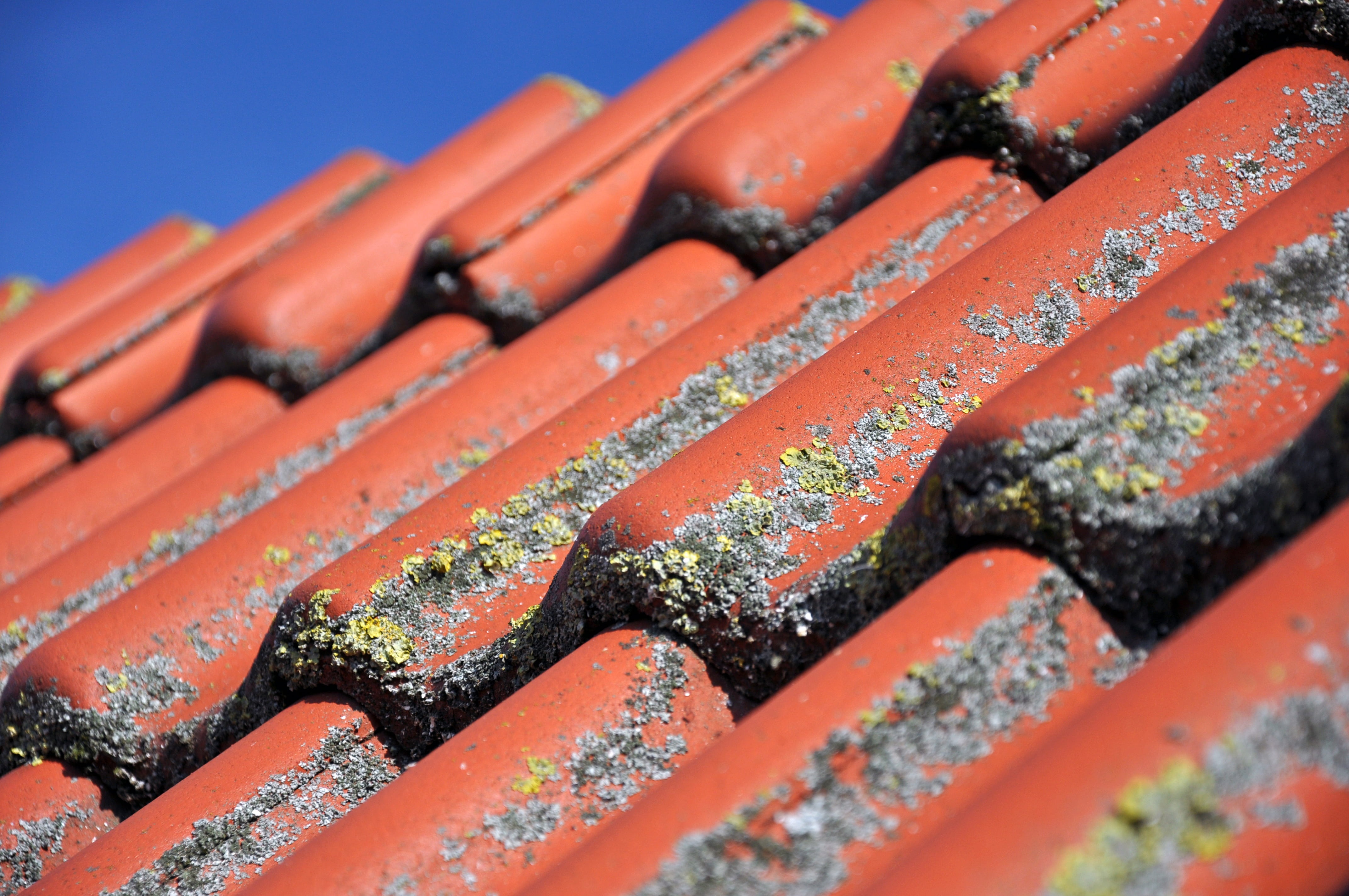 clay tiles, diagonal, mushroom, ceramic, abundance, composite, architecture, topping, food, tile, close-up, cleaning, ill, patina, selective focus, roof, HD Wallpaper