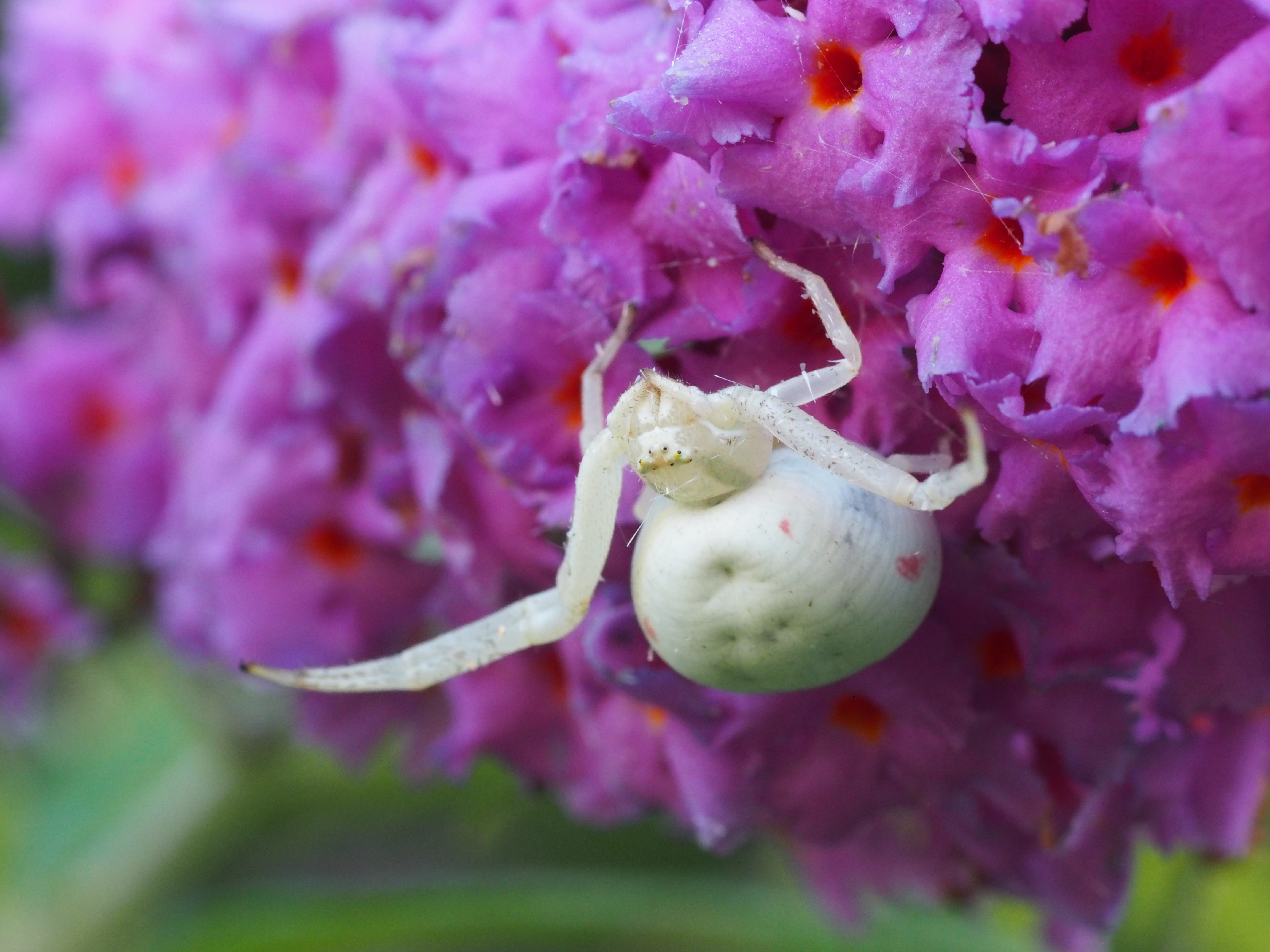 arachnids, food, arachne, insect, close, food and drink, flowering plant, garden, flora, 4K, animal, fauna, growth, macro, inflorescence, plant, horrible, HD Wallpaper