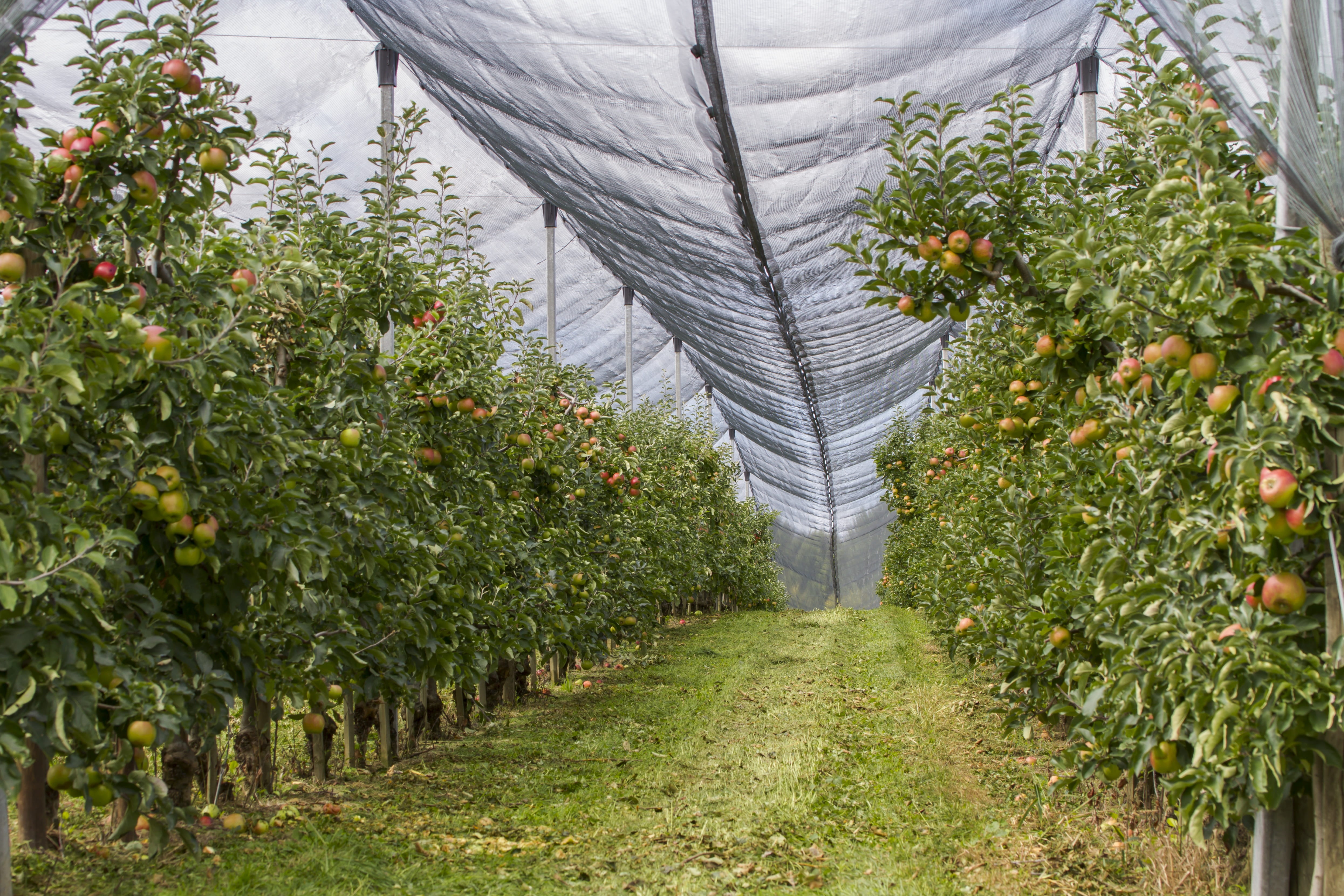 plant, no people, hail net, day, greenhouse, healthy eating, landscape, protection, apple, 4K, tree, beauty in nature, food, field, nature, network, outdoors, HD Wallpaper