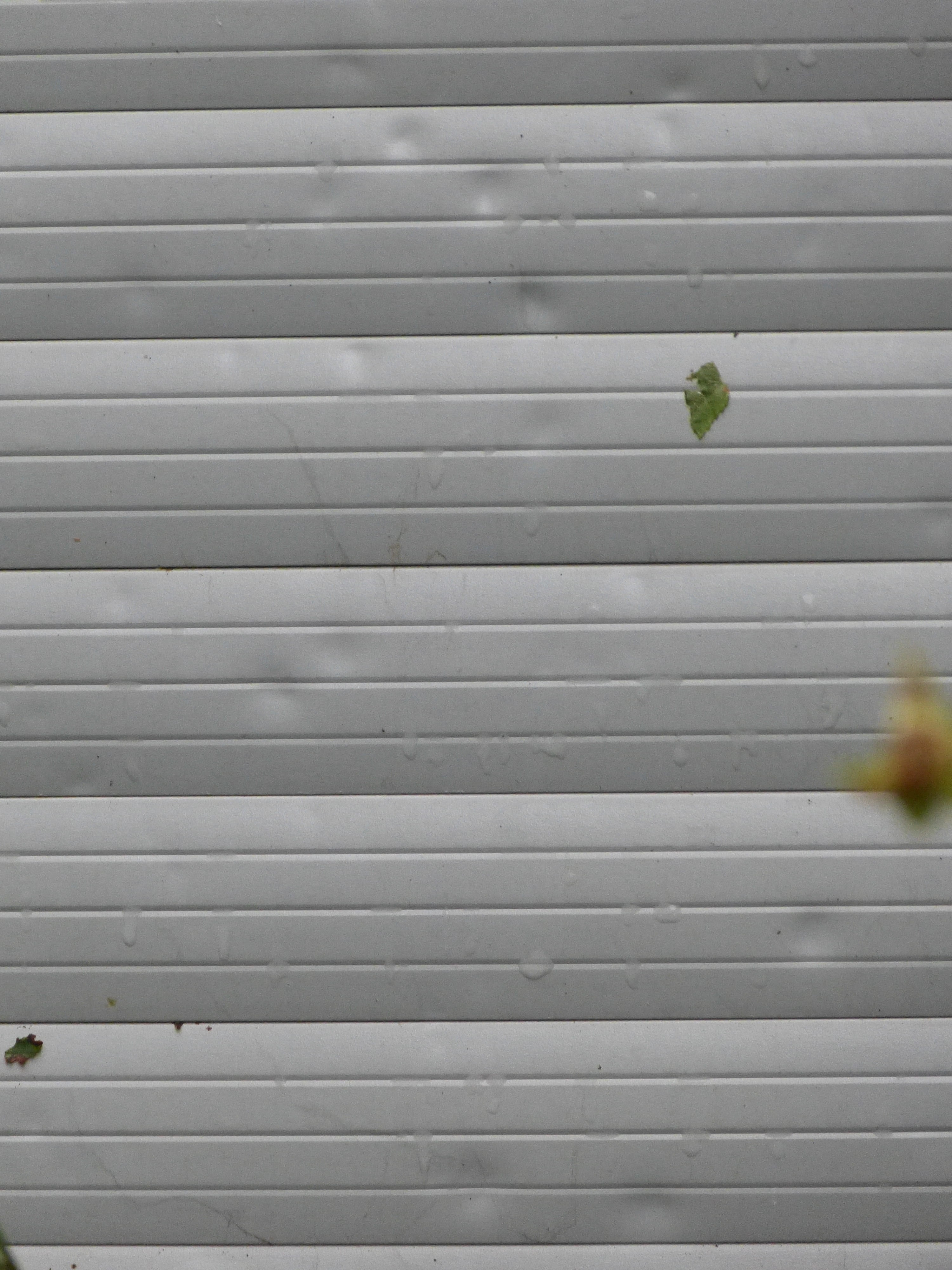 wall - building feature, backgrounds, leaf, roller shutter, hail, built structure, damage, beauty in nature, wood - material, full frame, growth, day, damaged, Phone HD Wallpaper
