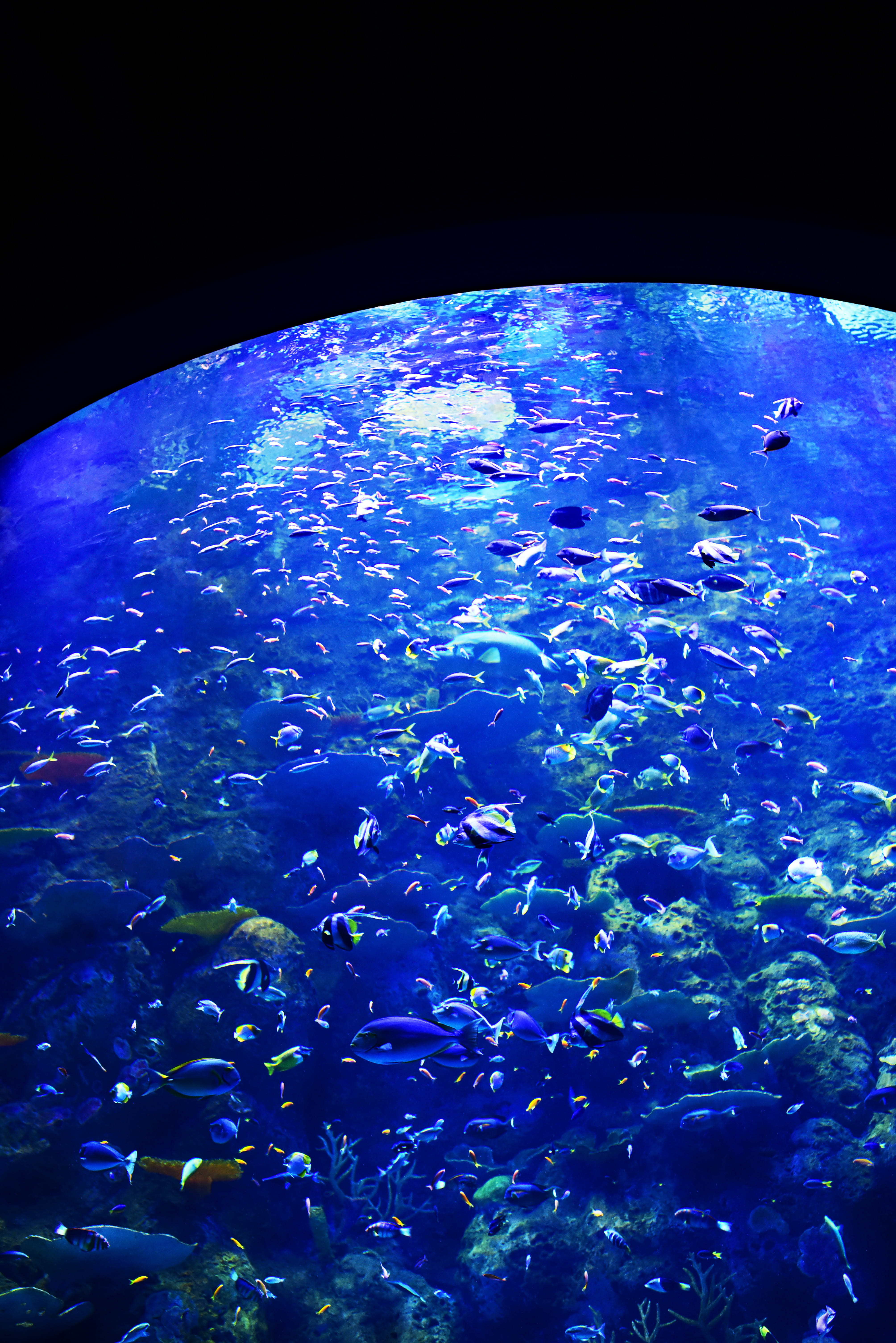 sea life, australia, underwater diving, david clode, animal wildlife, waterworld, 5K, group of animals, vertebrate, cairns, underwater, tank, marine, animal themes, Phone HD Wallpaper