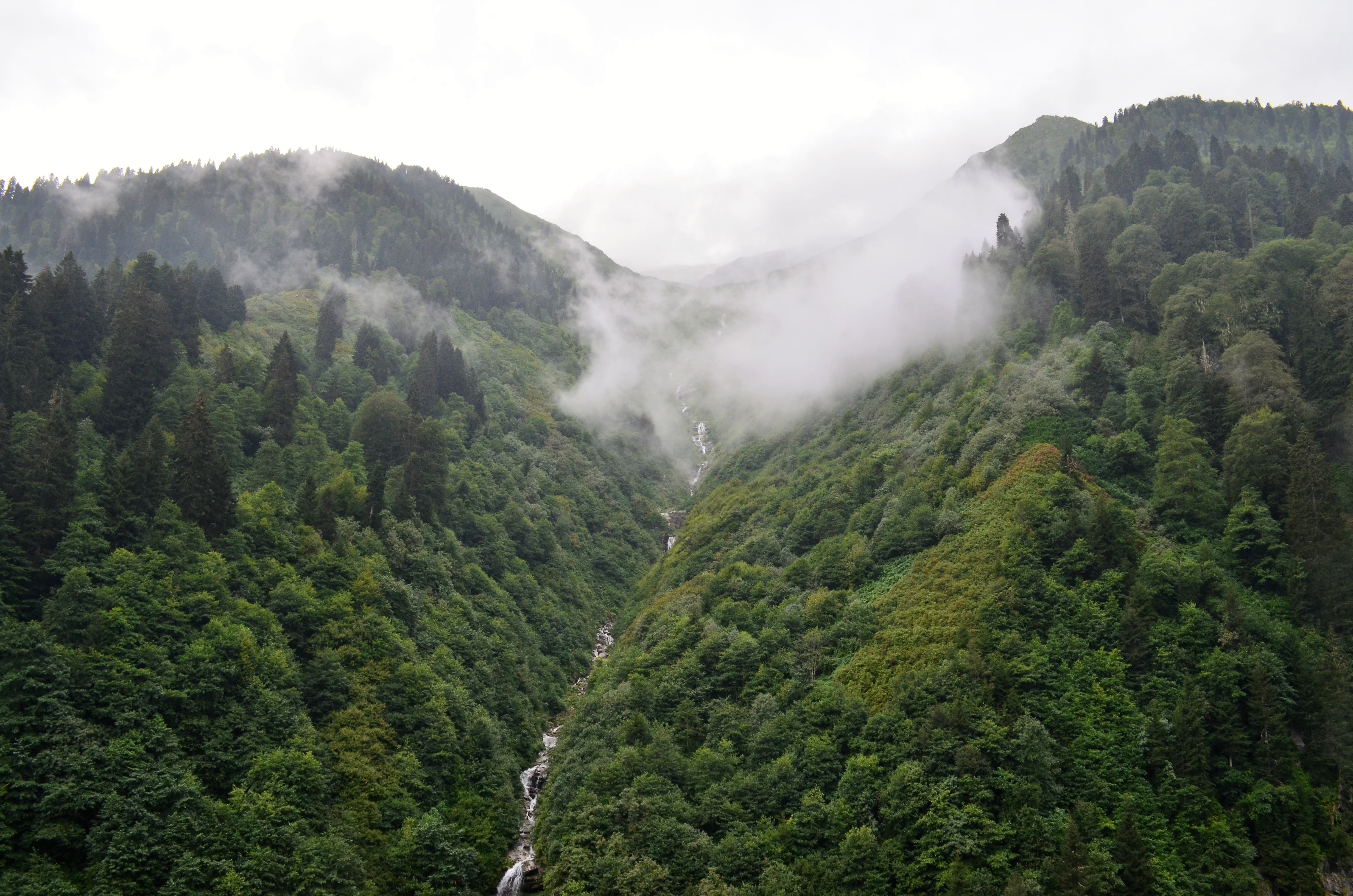 eastern black sea, beauty in nature, plant, green color, rize, growth, non-urban scene, landscape, beautiful, fog, tranquility, no people, clouds, outdoors, HD Wallpaper