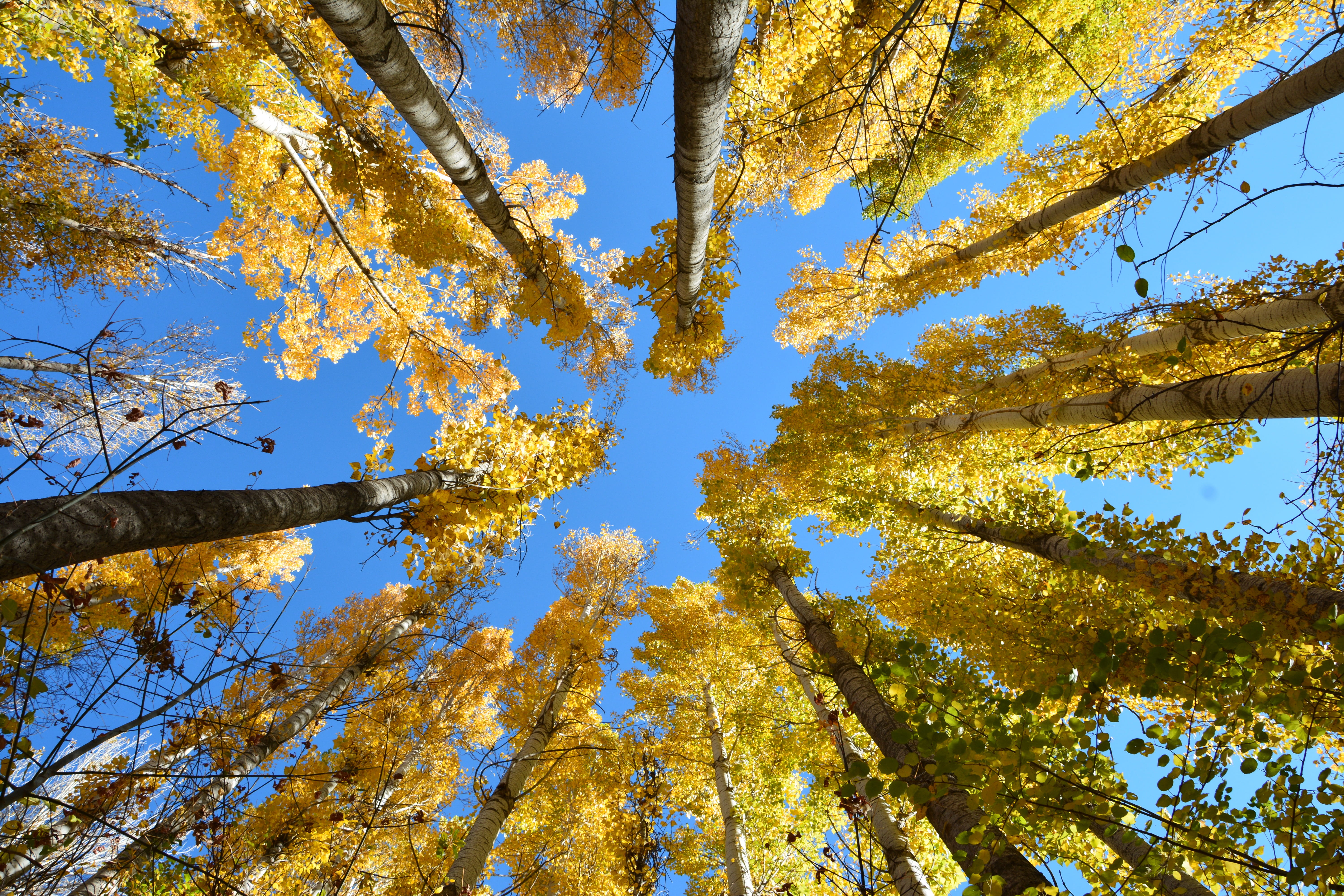 natur, land, withered leaves, natural turkey, no people, tree, landscape, nature tree, sadness, clear sky, botanical, natural life, coruh valley, HD Wallpaper