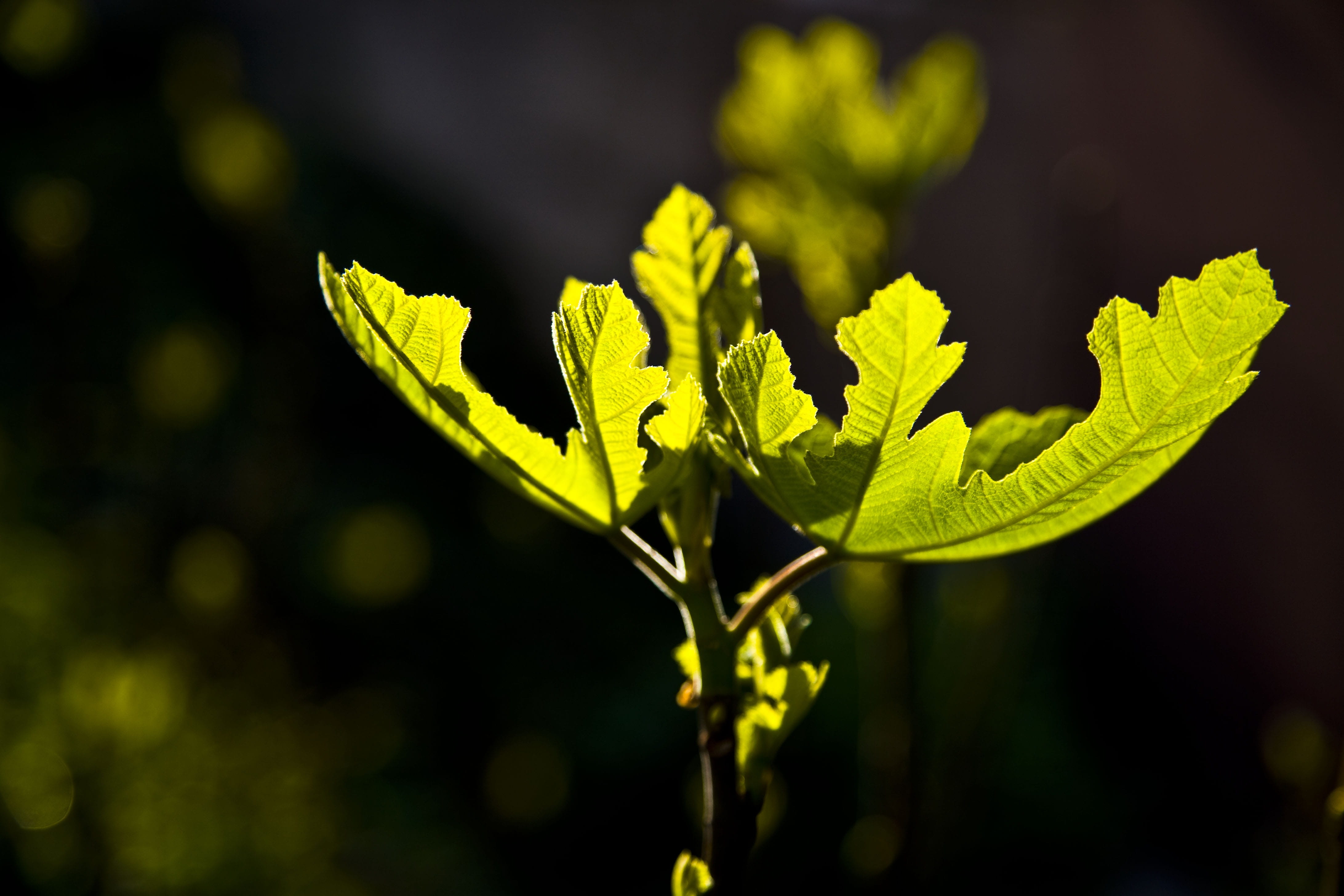 plant part, rainforest, day, growth, fig, reverse light, freshness, 4K, leaves, food, sunlight, new life, vegetable, beauty in nature, no people, close-up, HD Wallpaper
