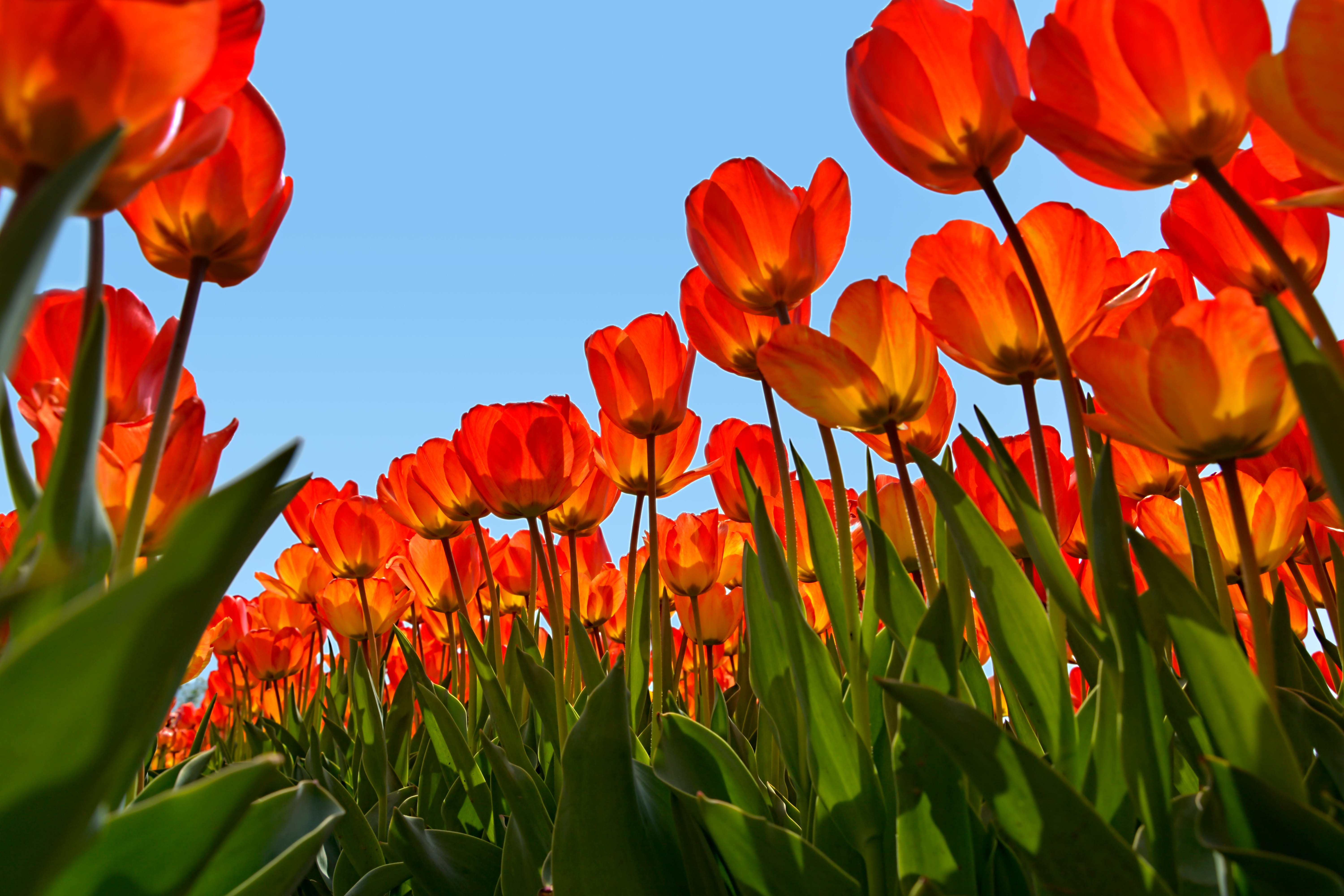 freshness, outdoor, inflorescence, Plant, detail, Tulips, Nature, vivid color, petal, 5K, park, fragility, day, orange, macro, close-up, vulnerability, HD Wallpaper