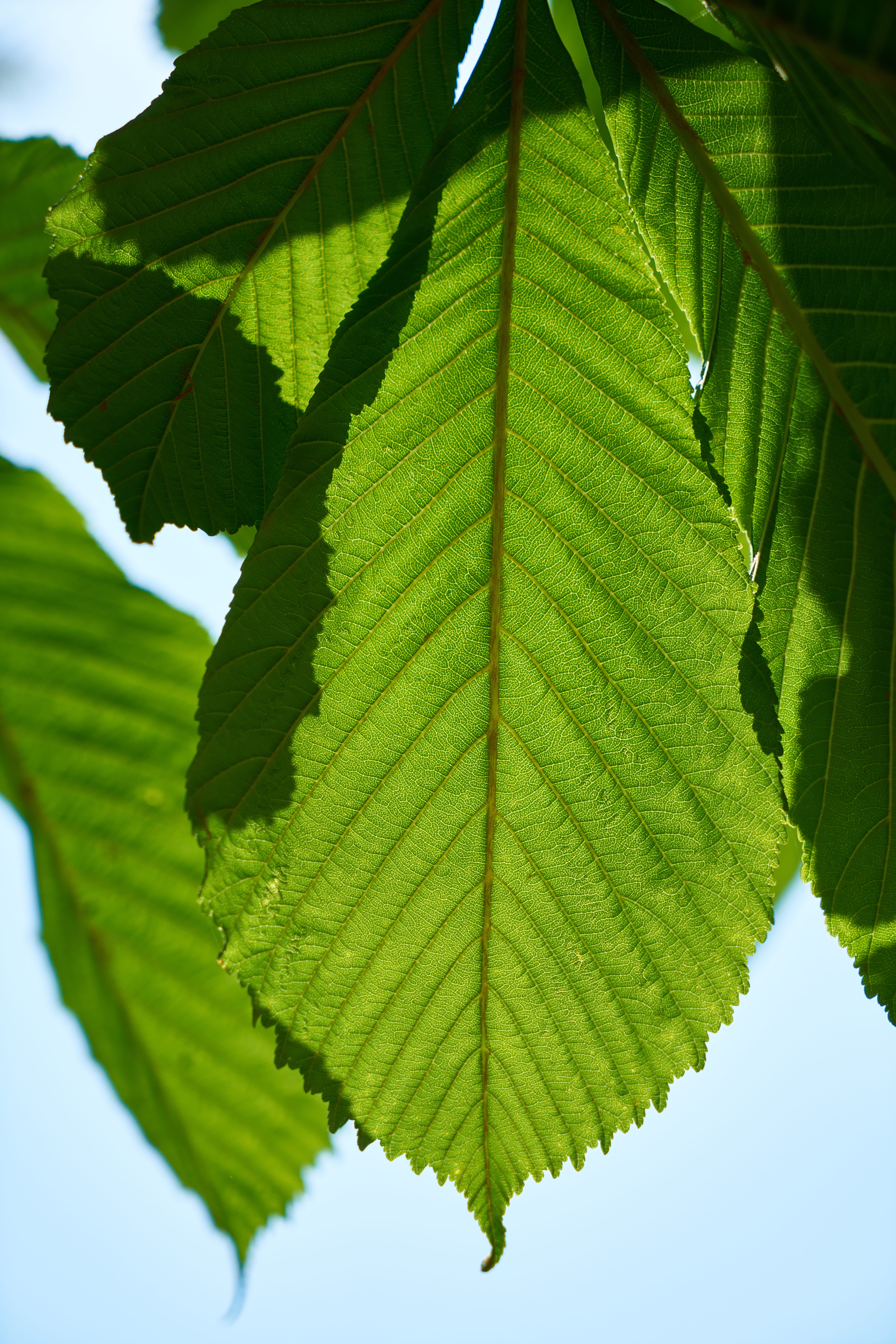 nature, day, tree, sunlight, leaves, no people, the leaves are, leaf, natural pattern, branch, plant, focus on foreground, green color, oxygen, spring, Phone HD Wallpaper