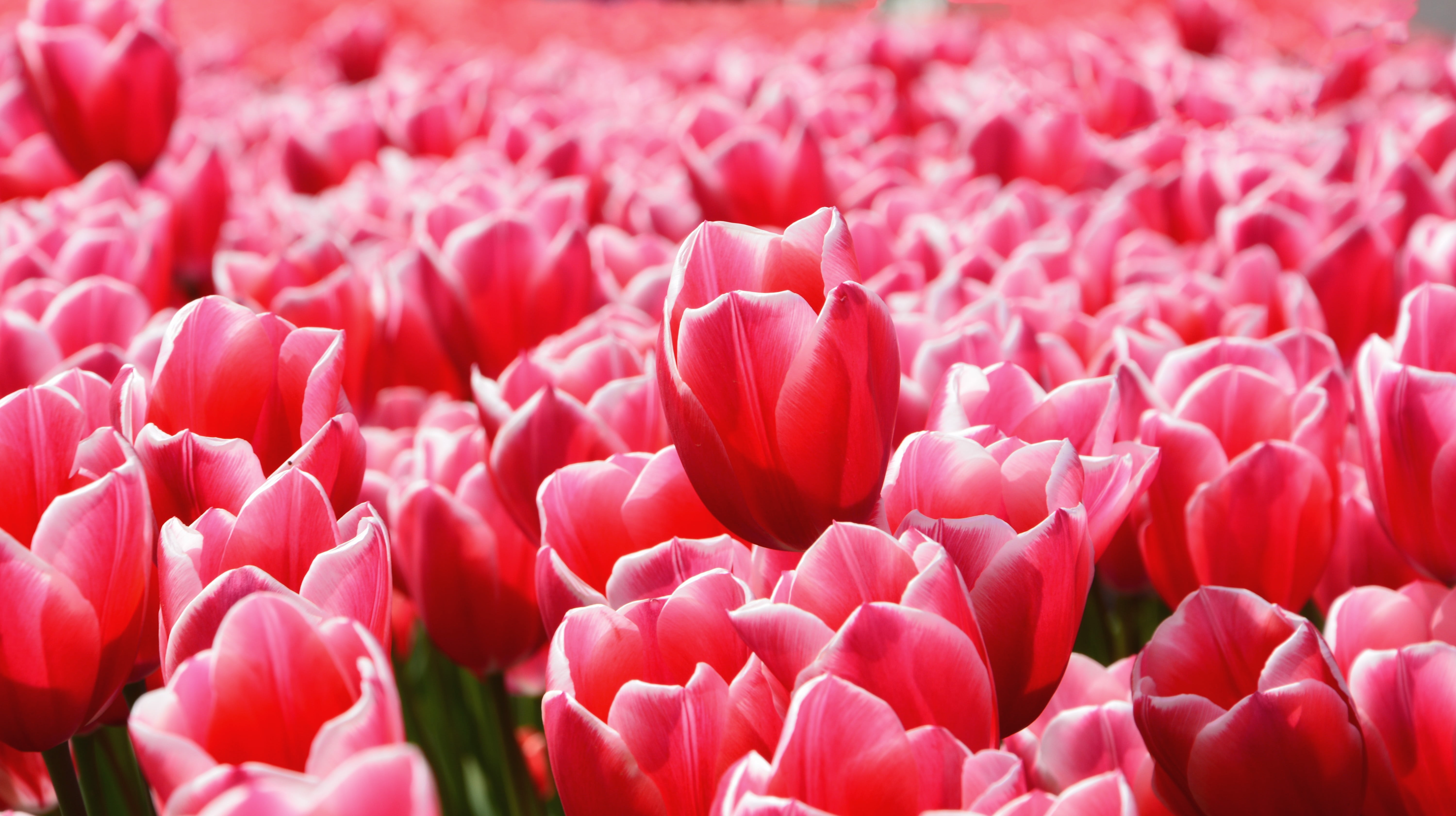 turkey, flower arrangement, backgrounds, flower head, orange, reverse light, flower, softness, rose - flower, bouquet, tulip, flowering plant, flowers, HD Wallpaper
