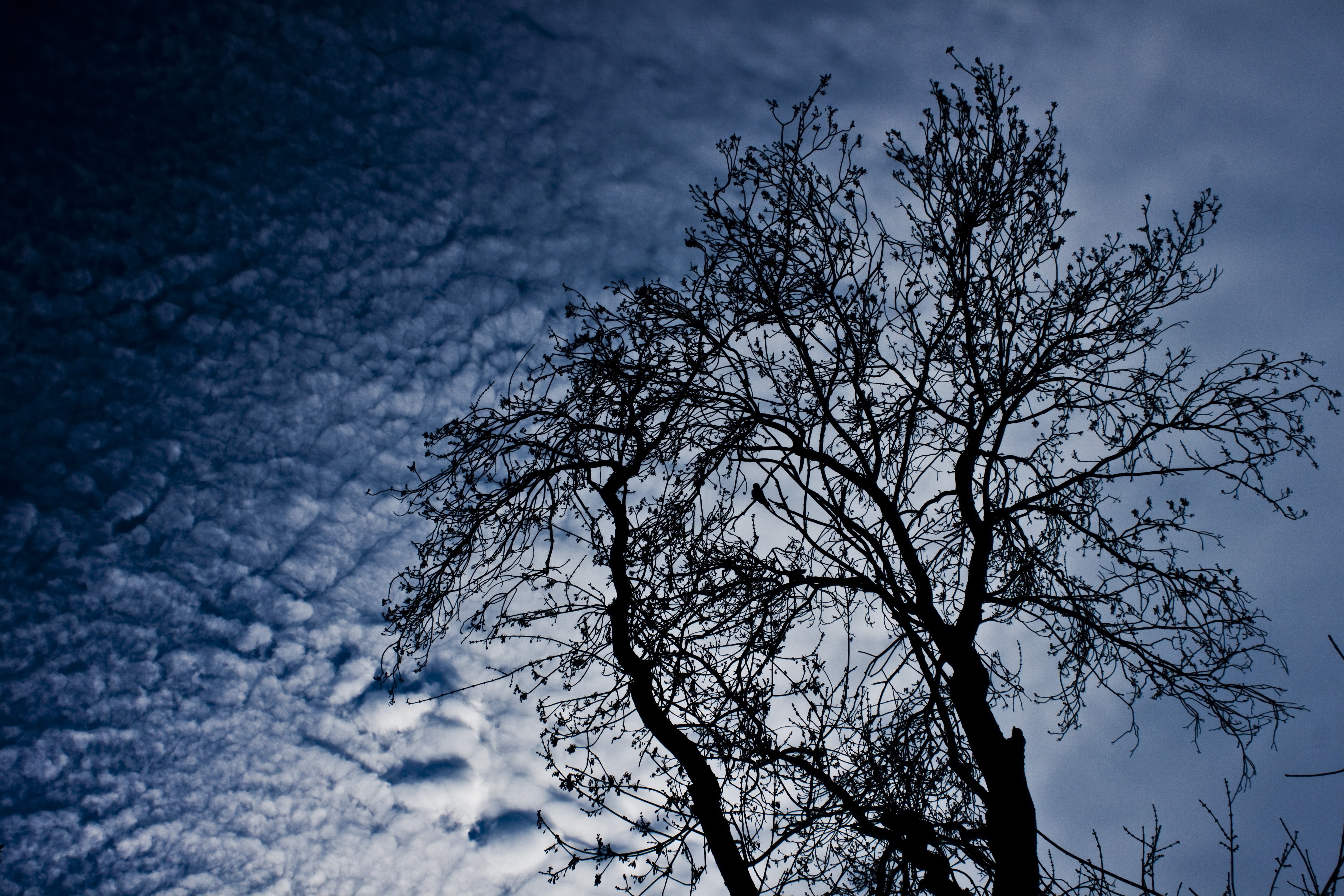 scenics - nature, 4K, beauty in nature, tranquil scene, no people, tranquility, cloud, outdoors, branch, winter, nature, low angle view, blue, reverse light, HD Wallpaper