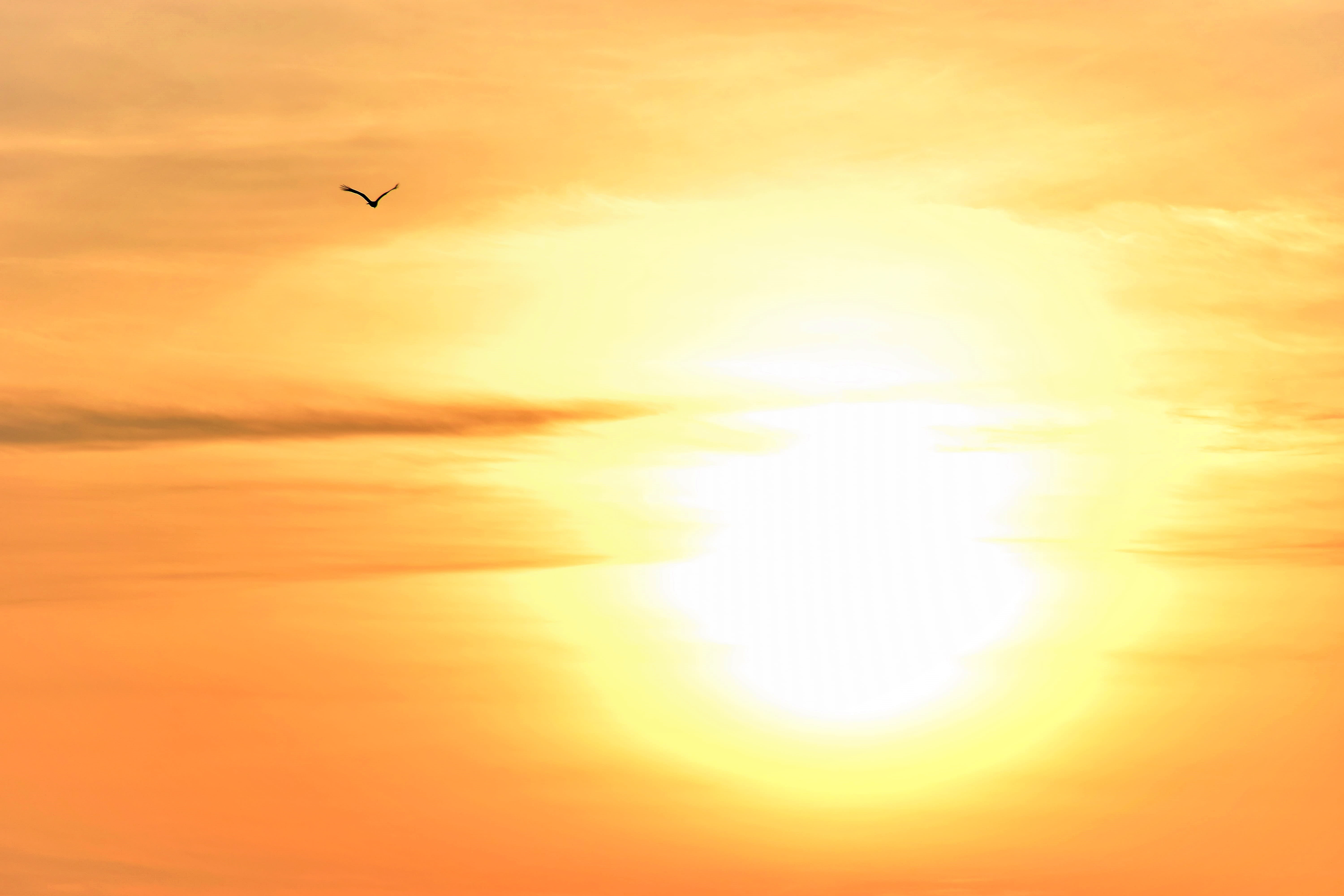 warm natural, sunlight, scenics - nature, bird, shadow, animal themes, european diagram reverse light, wait, last light, no people, sun, light shade, outdoors, HD Wallpaper