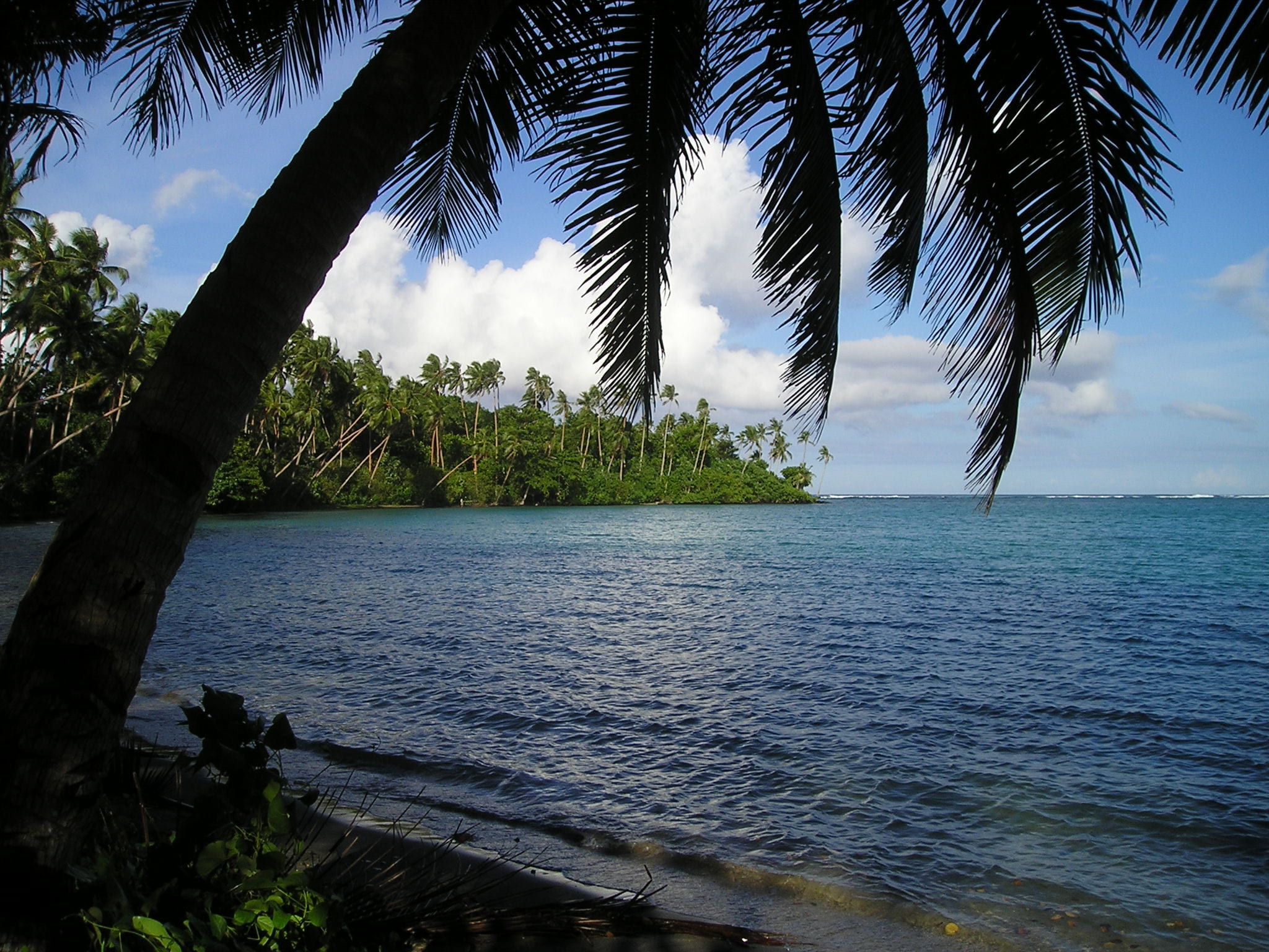 scenics - nature, tree trunk, horizon over water, beach, coconut palm tree, sky, near, tranquility, sea, 1080P, samoa, growth, day, tropical climate, coast, HD Wallpaper