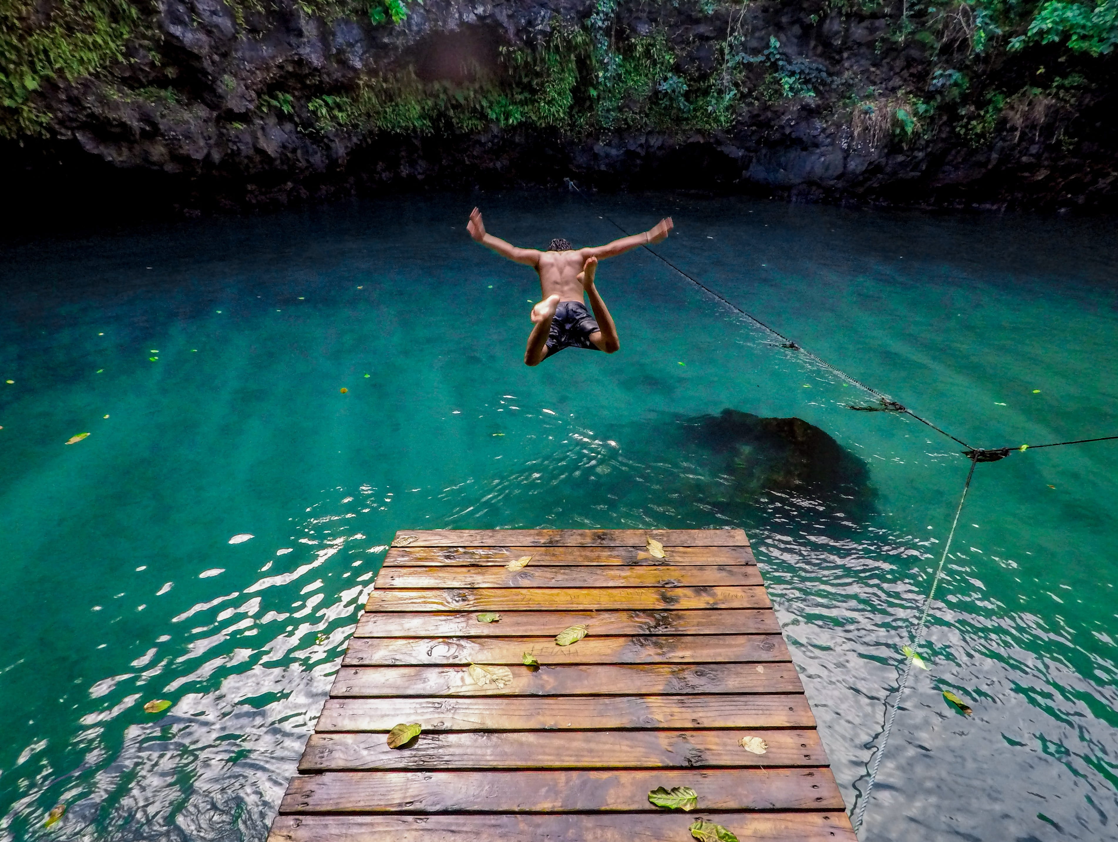 animal wildlife, samoa, animal, pool, flora, plant, algae, beach, man, high angle view, action, pier, one animal, day, animal themes, motion, beauty in nature, HD Wallpaper