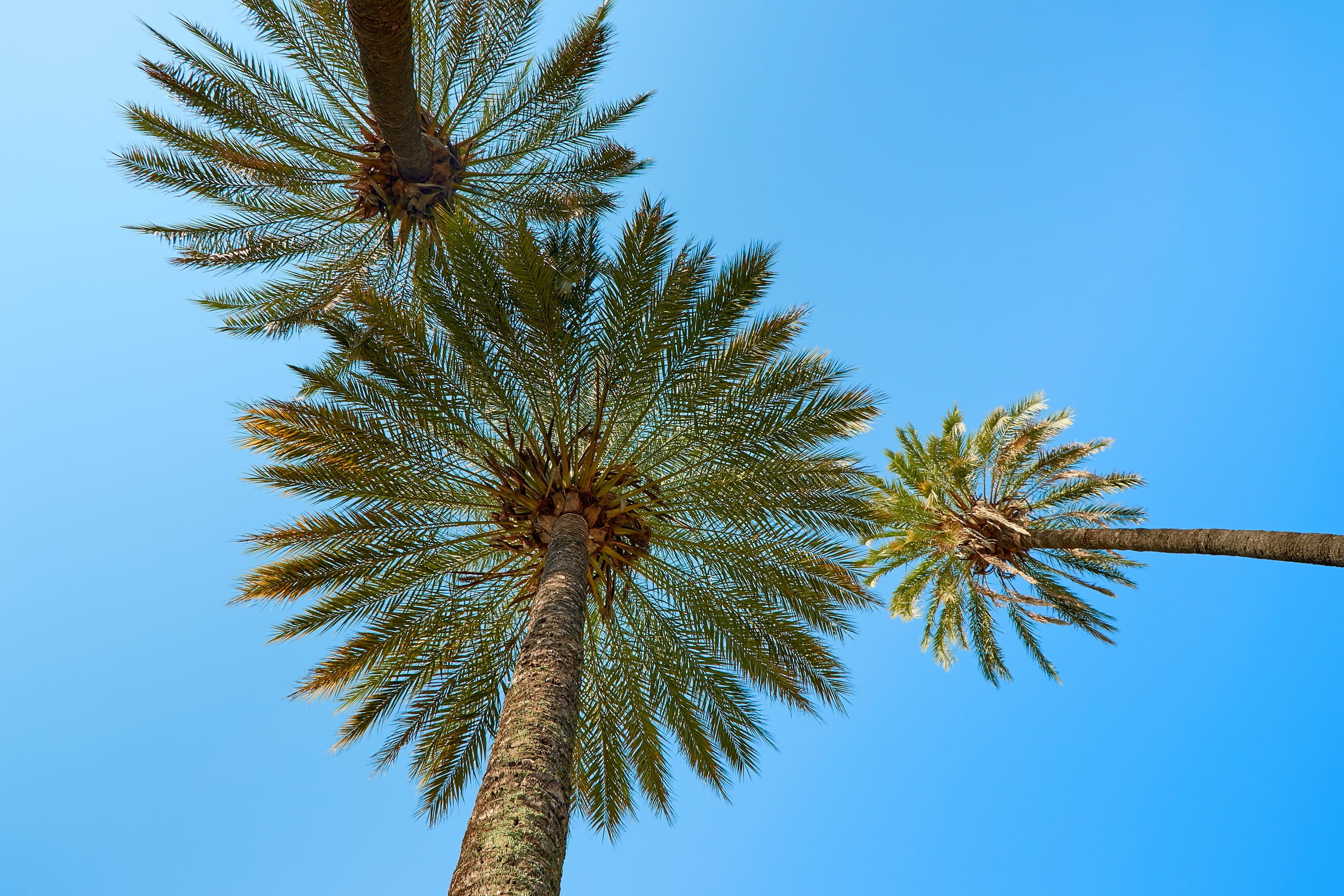 summer, beauty in nature, coconut, trees, tropical climate, exotic, holidays, sea, low angle view, caribbean, south sea, angle, tranquility, loneliness, HD Wallpaper