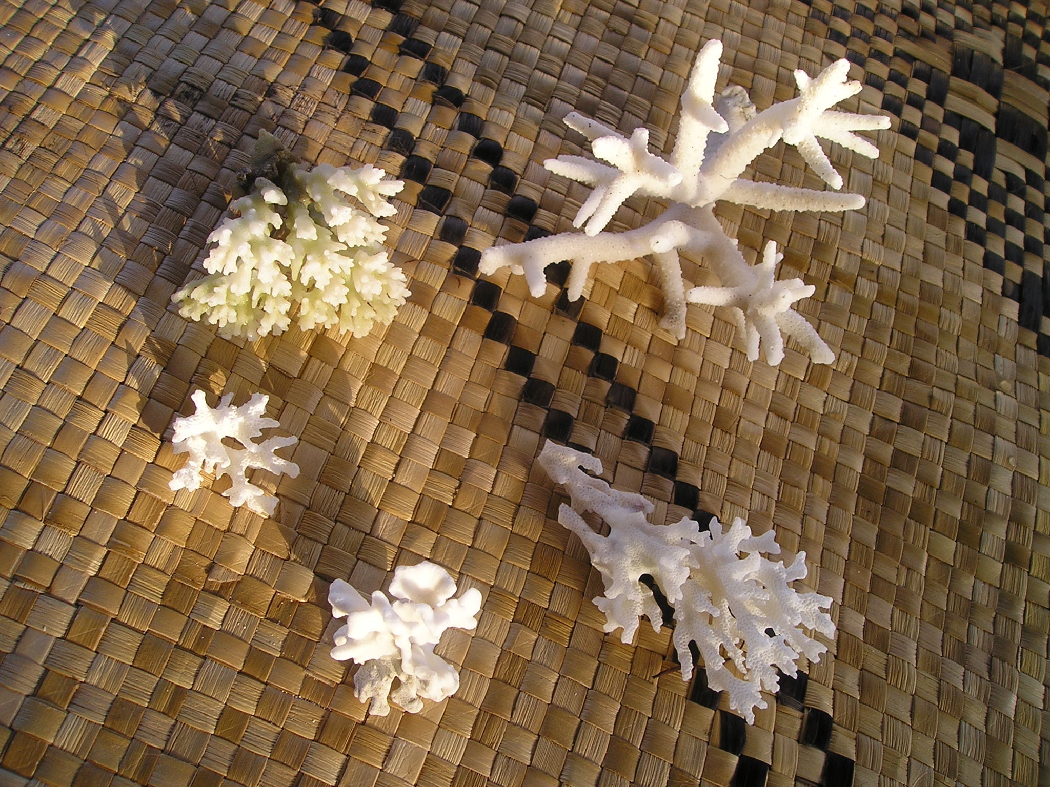 nature, shape, high angle view, beauty in nature, day, 1080P, animal themes, outdoors, christmas, starfish, coral, samoa, star shape, flooring, decoration, HD Wallpaper