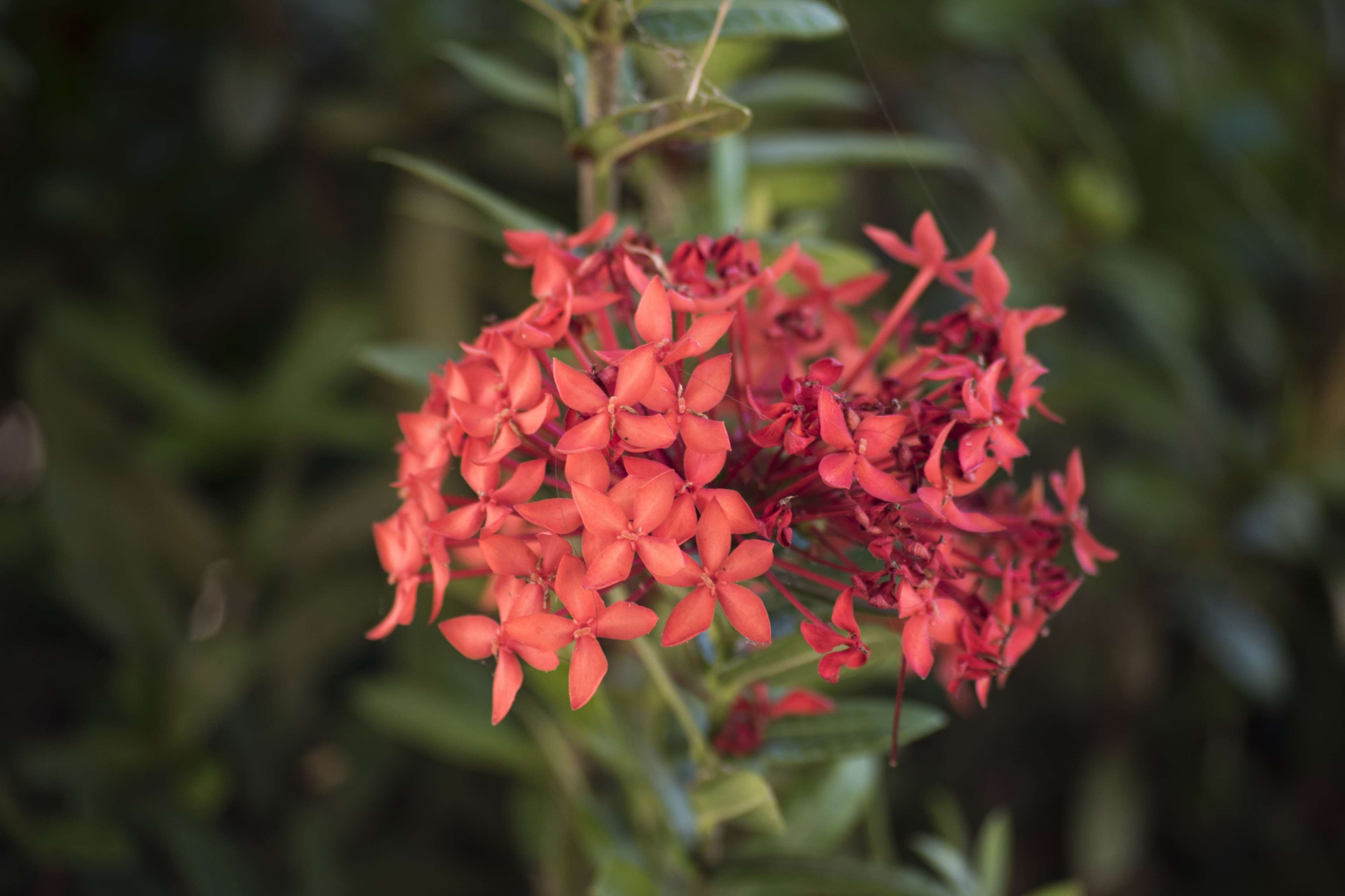 red, botany, bunch of flowers, flower, growth, vulnerability, flowers, inflorescence, nature, petal, fragility, park, 4K, plant, focus on foreground, freshness, HD Wallpaper