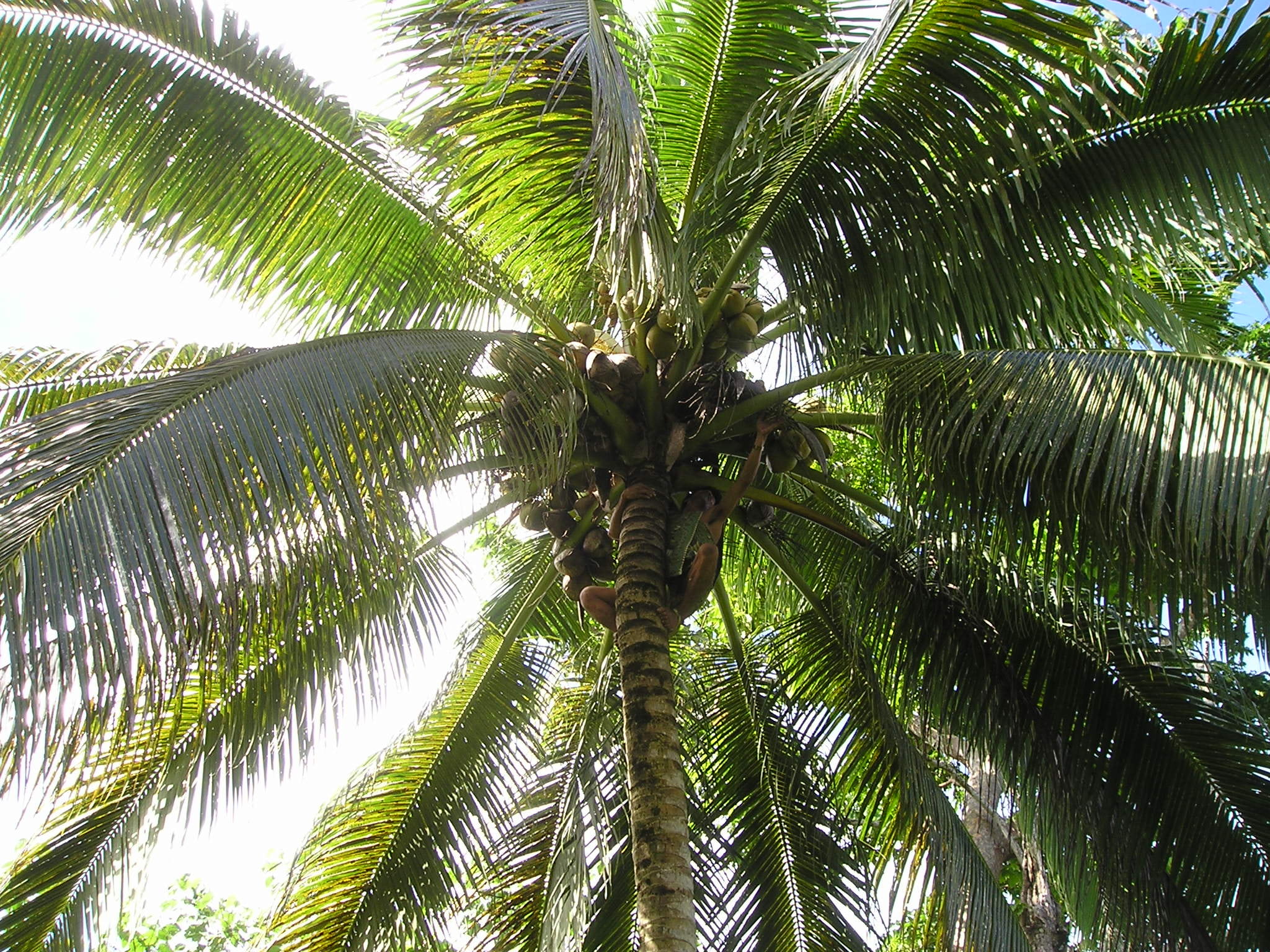 coconut, tropical climate, directly below, no people, leaf, tree, south sea, rainforest, tree trunk, growth, plant, low angle view, exotic, green color, HD Wallpaper