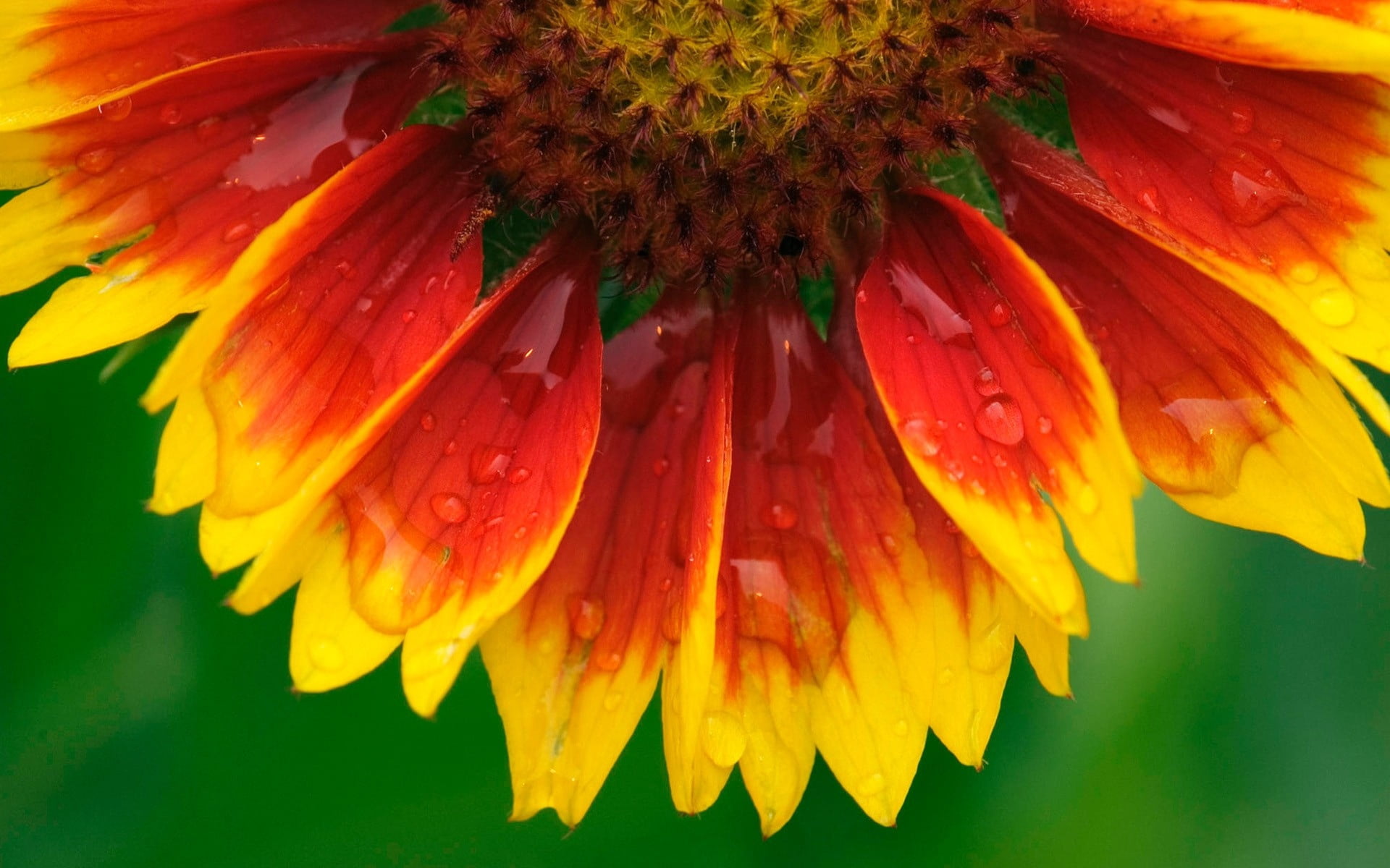 fragility, springtime, day, red, flower, sunflower, petal, summer, colored, colors, backgrounds, flowering plant, no people, leaf, growth, formal Garden, HD Wallpaper