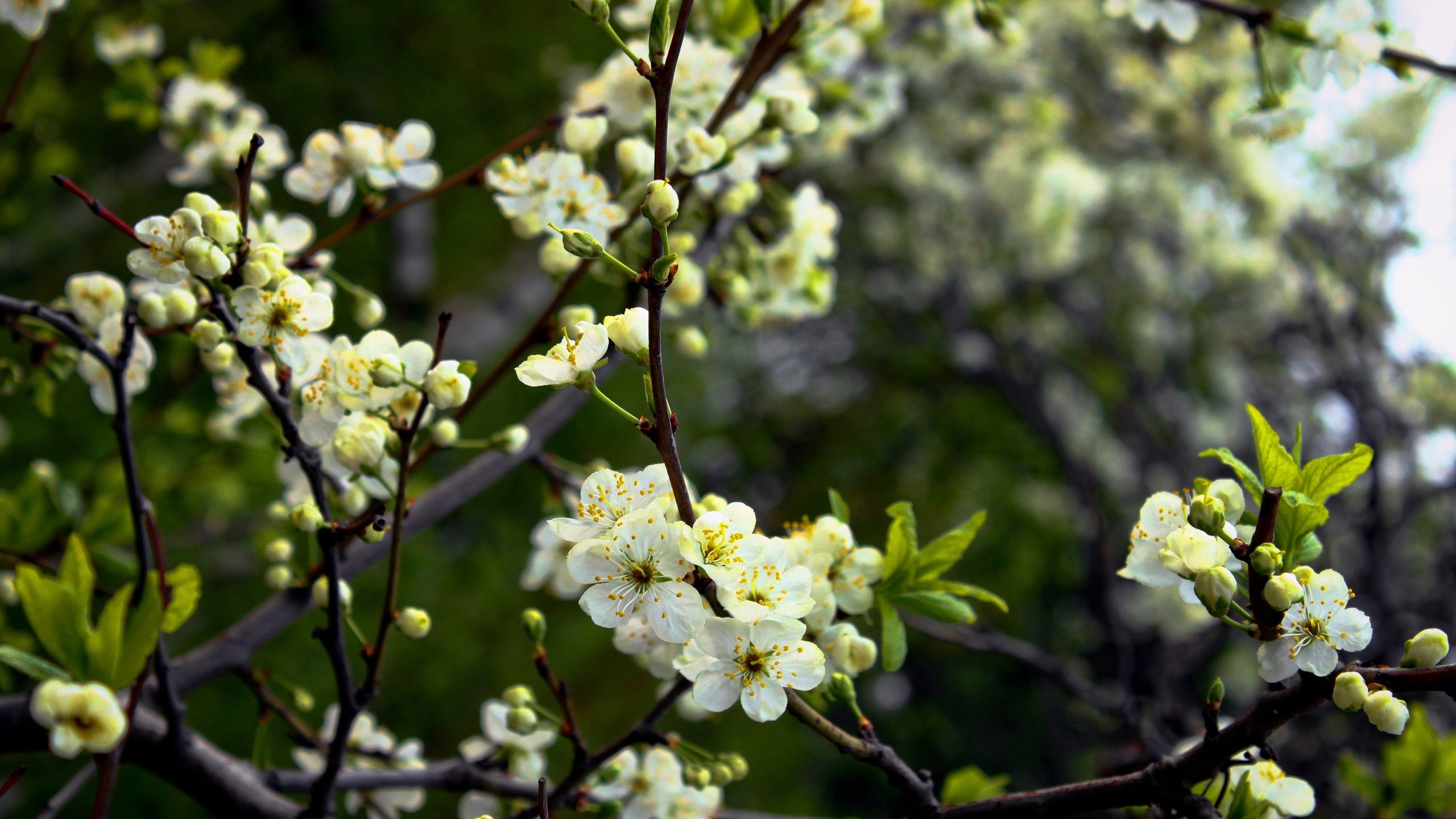 flowering, trees, flowers, spring, shade, moist, 2K, HD Wallpaper