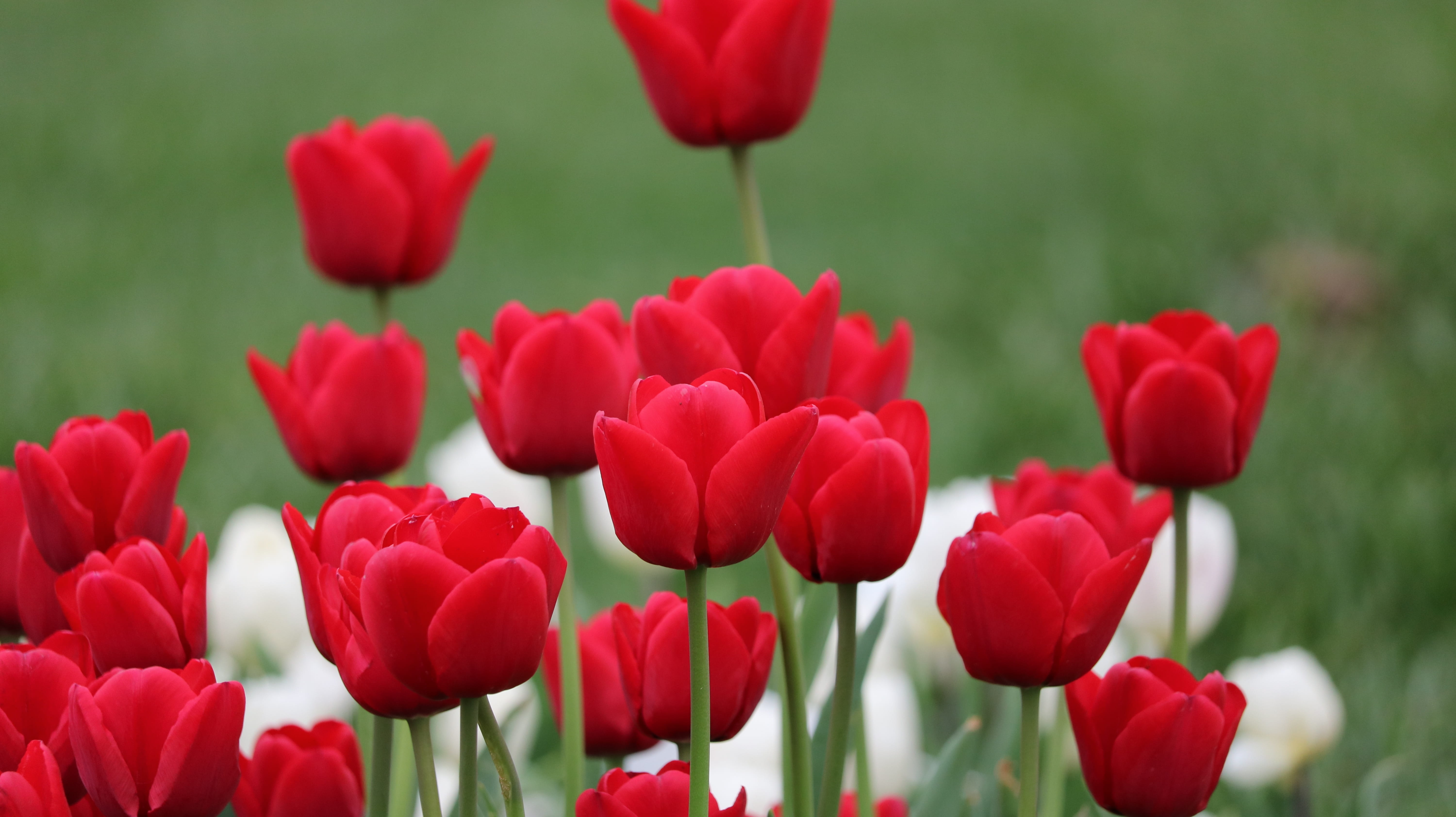 red, 5K, area, inflorescence, plant, spring, focus on foreground, blooming, day, tulip, flowering plant, current season, flowerbed, summer, flower, vulnerability, HD Wallpaper