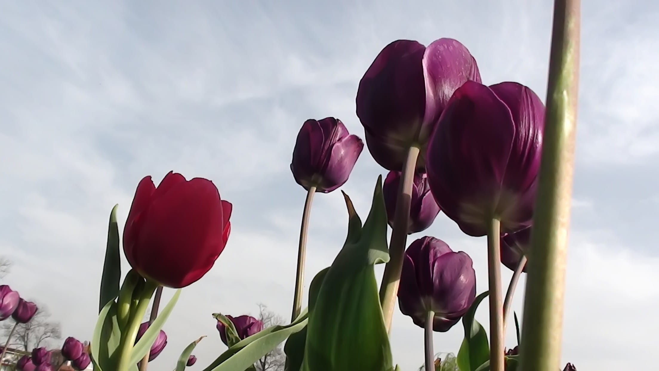 growth, no people, maroon, easter, petals, shell, purple, fragility, vulnerability, outdoors, freshness, tulip, live, flower, petal, bouquet de fleurs, HD Wallpaper