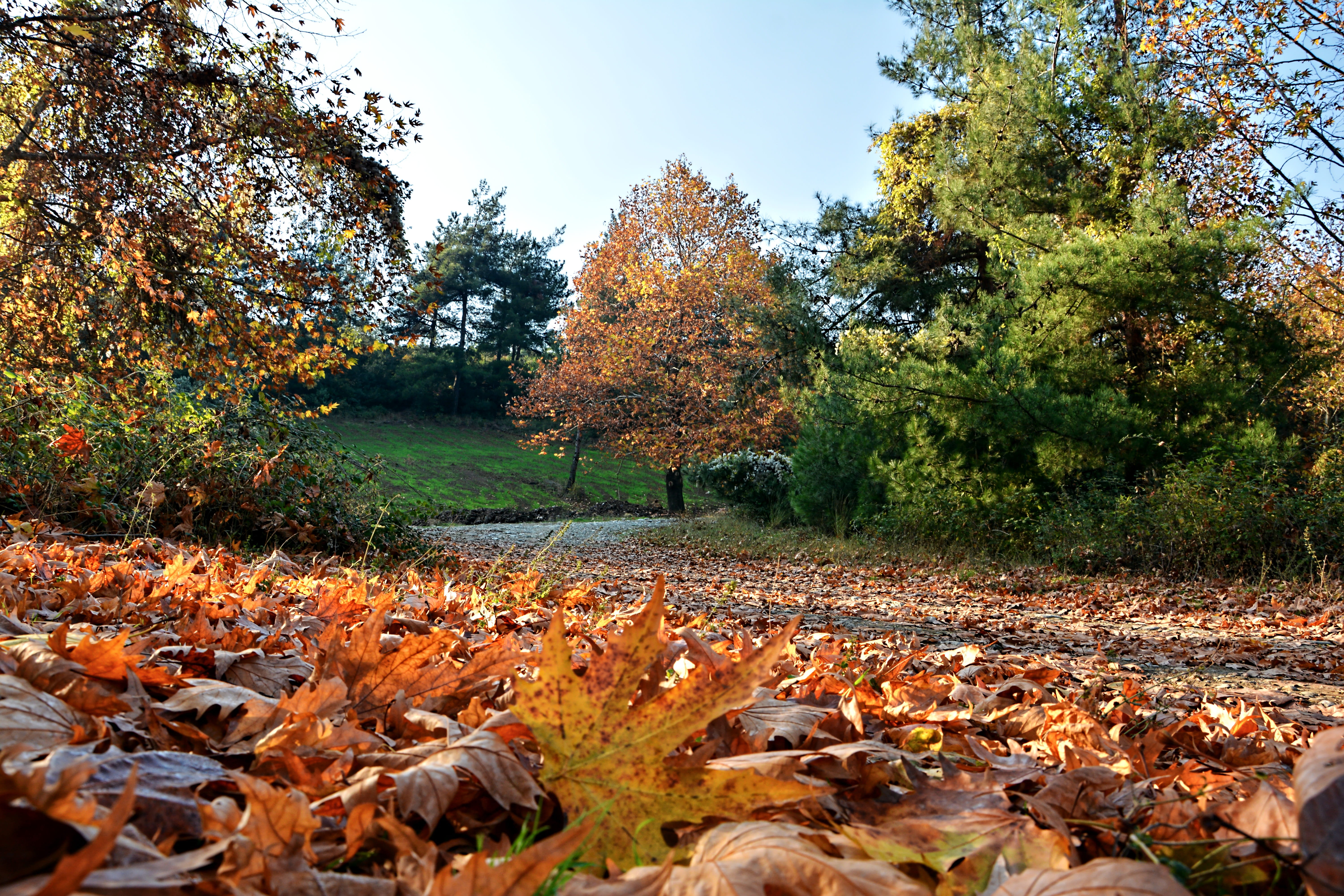 shadows, color image, natural condition, background, vivid color, nature, peace, non-urban scene, outdoors, day, photograph, orange color, turkey, season, HD Wallpaper