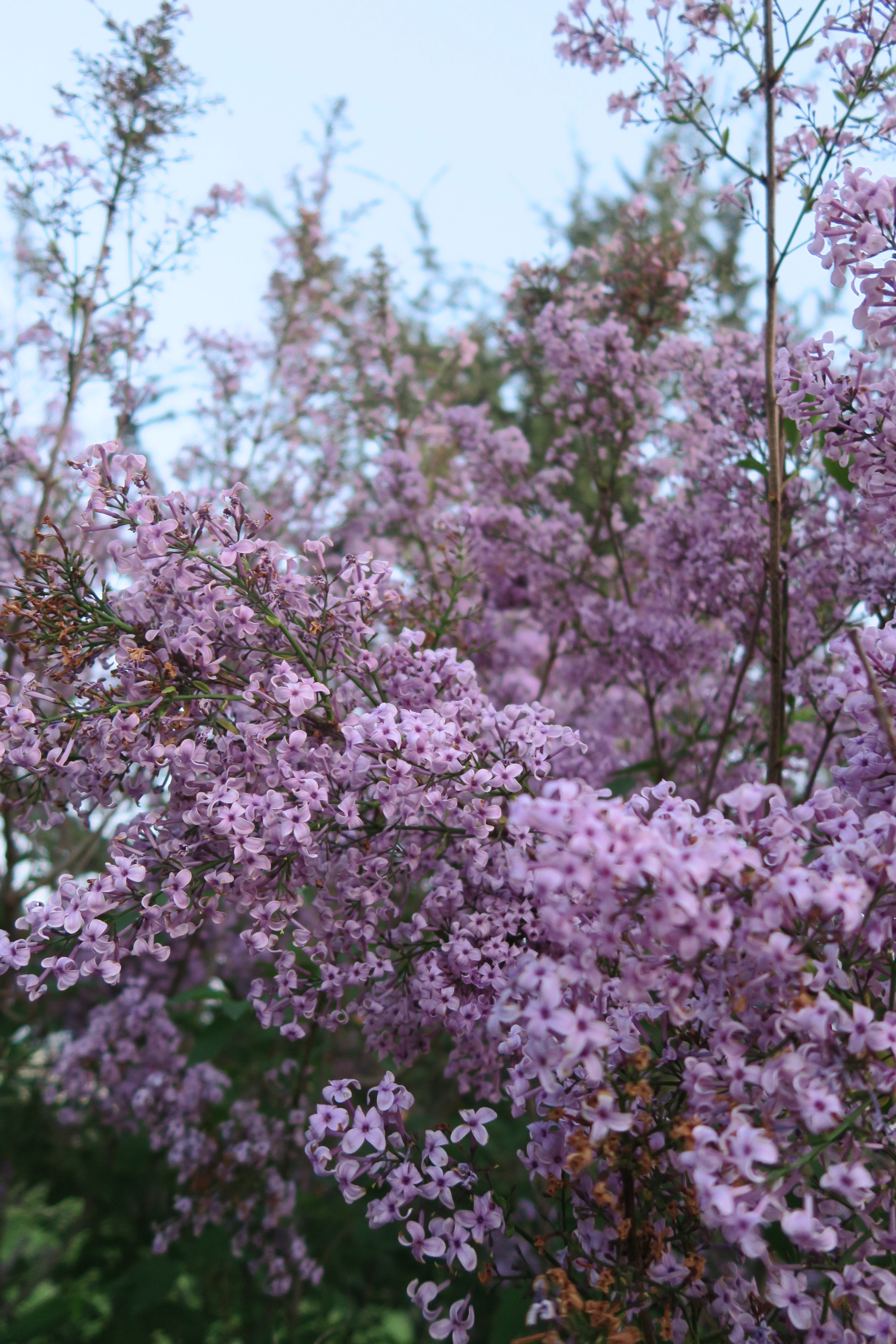 nature, fragility, tree, spring, flowers, branch, growth, botany, purple flowers, lilac, flower, cherry tree, springtime, no people, 5K, flowering plant, Phone HD Wallpaper