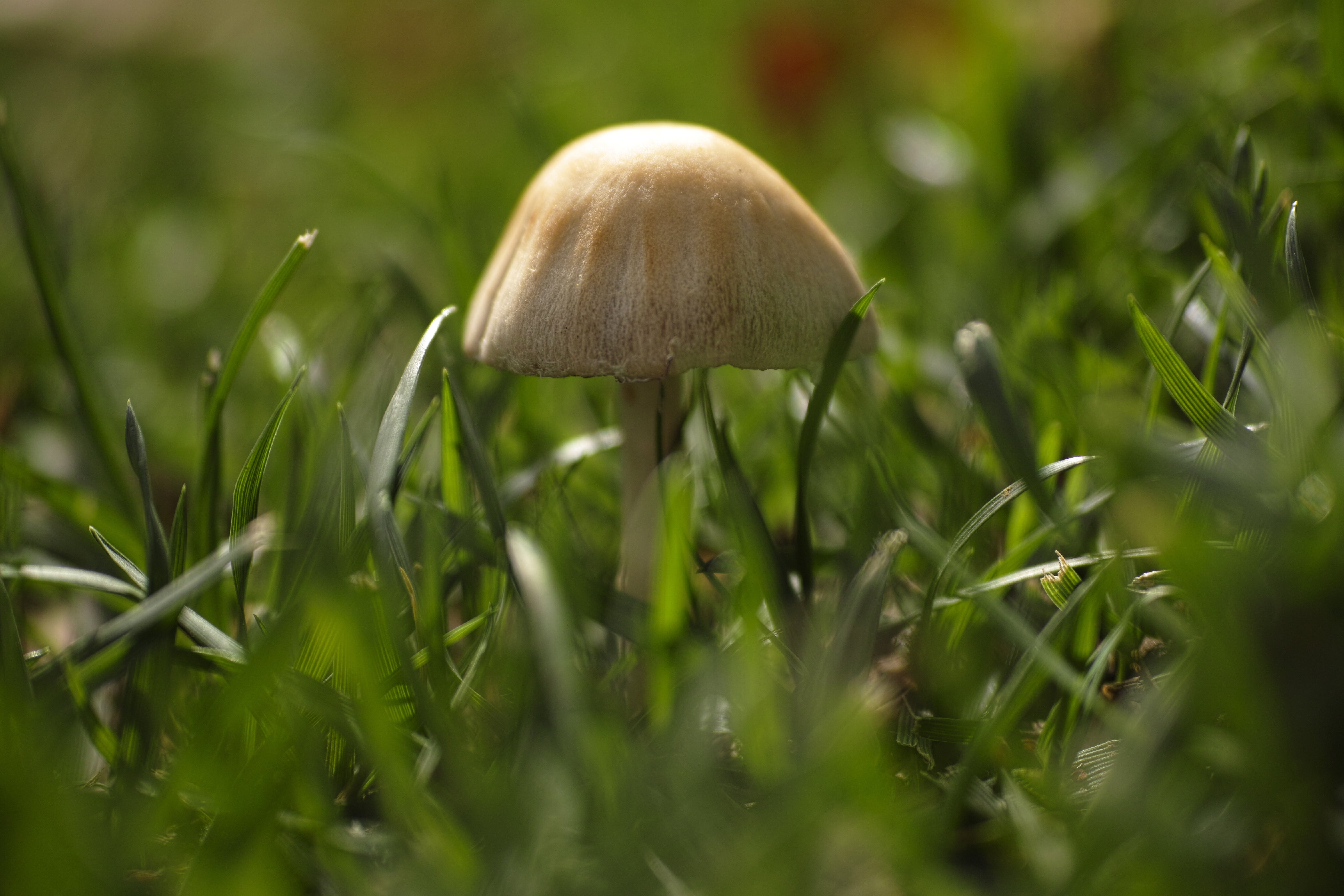 fungus, current season, green color, horizontal, field, 4K, fragility, growth, closeup, plant, land, day, toadstool, little, sunlight, grass, nobody, summer, HD Wallpaper