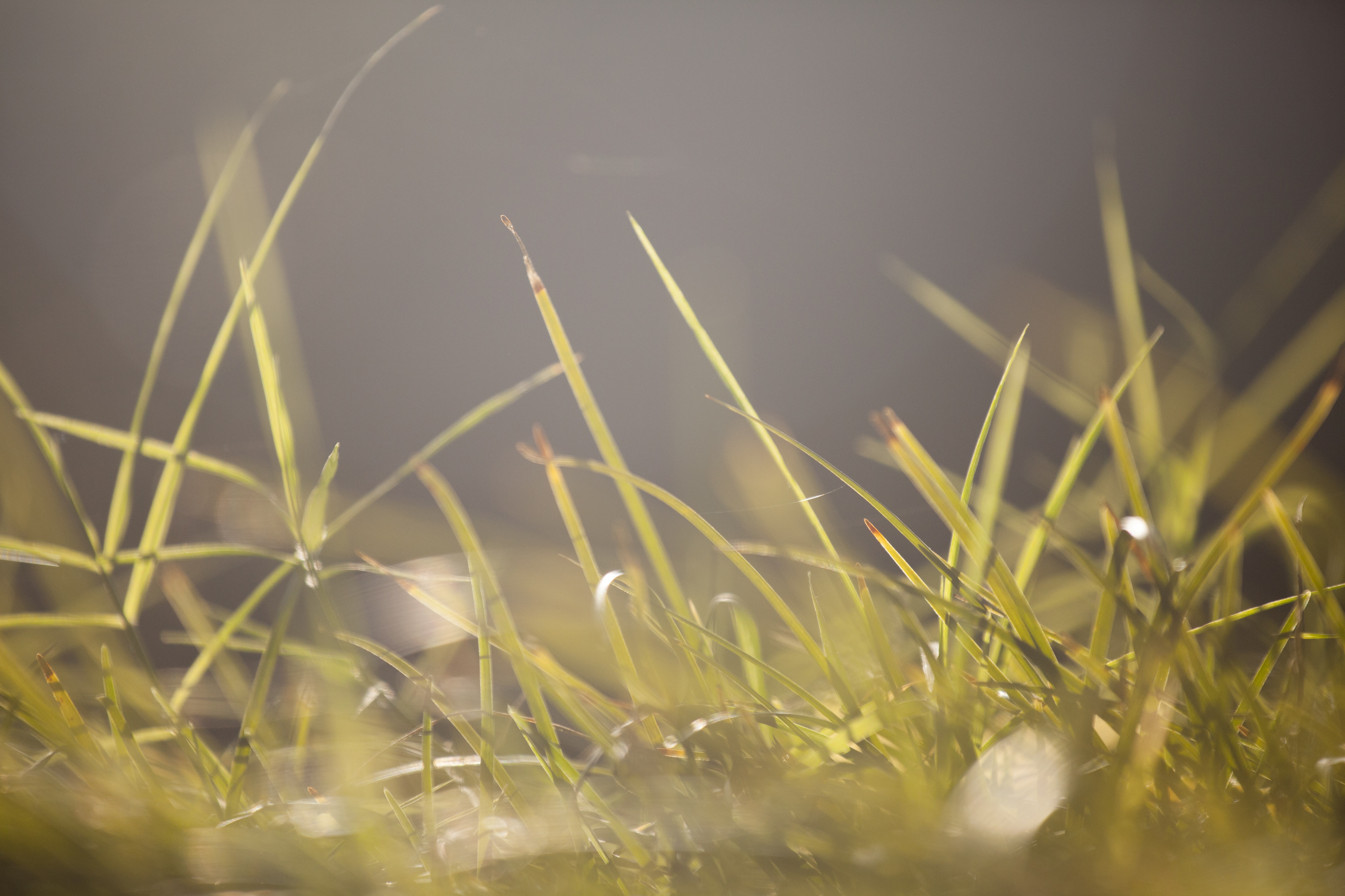 field, day, chan, current season, background, outdoor, growth, land, tranquil scene, flower, dew, selective focus, spring time, close-up, morning freshness, HD Wallpaper