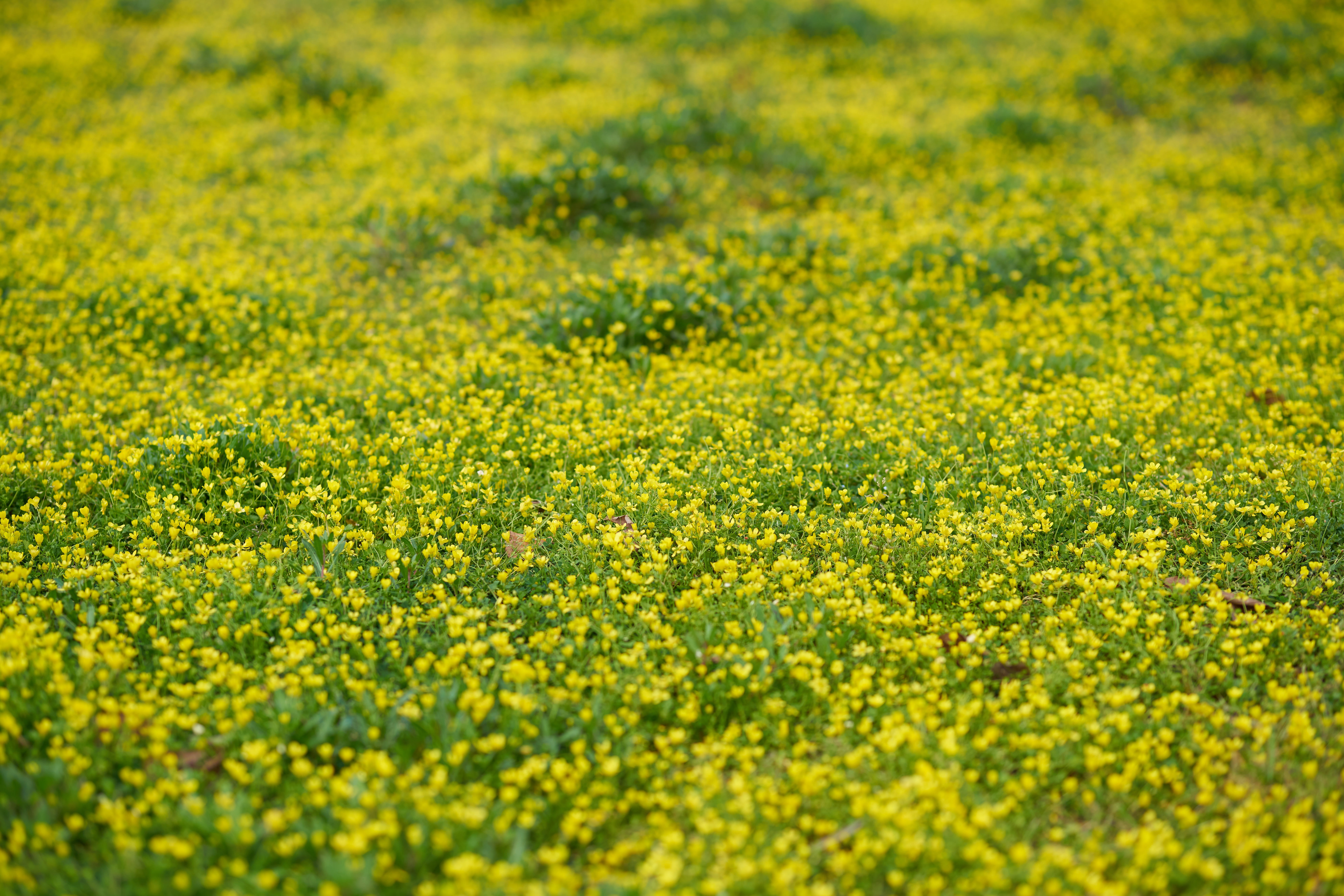 garden, grass, 8K, oilseed rape, current season, crop, area, rural scene, summer, outdoors, flowers, nature, springtime, plant, land, chan, yellow, green, HD Wallpaper