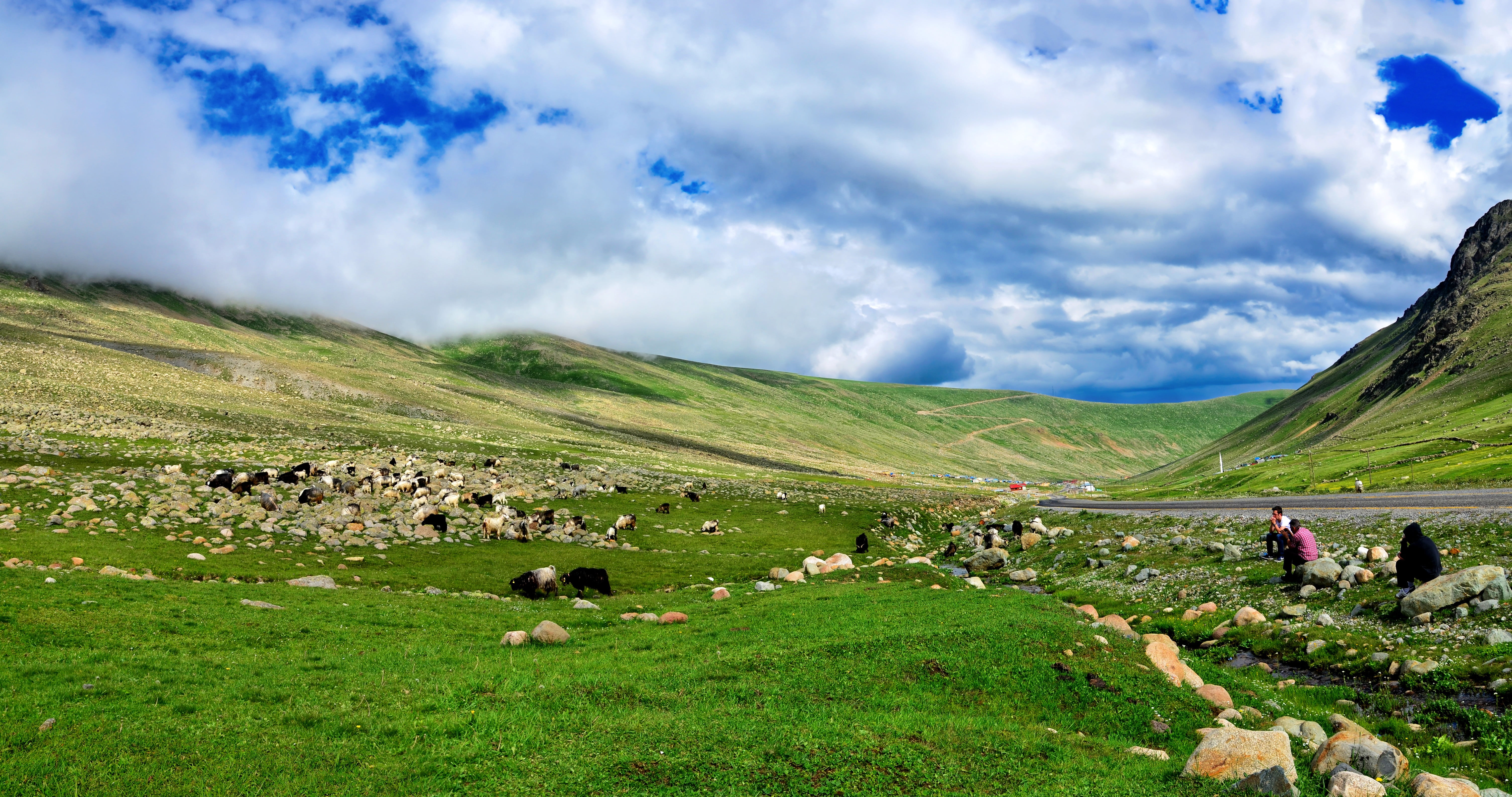 beauty in nature, 5K, road, high, background, plant cover, kaçkars, summer flower, ispir, wild chichewa, land, plateaus, green, pets, mountain, grass, HD Wallpaper