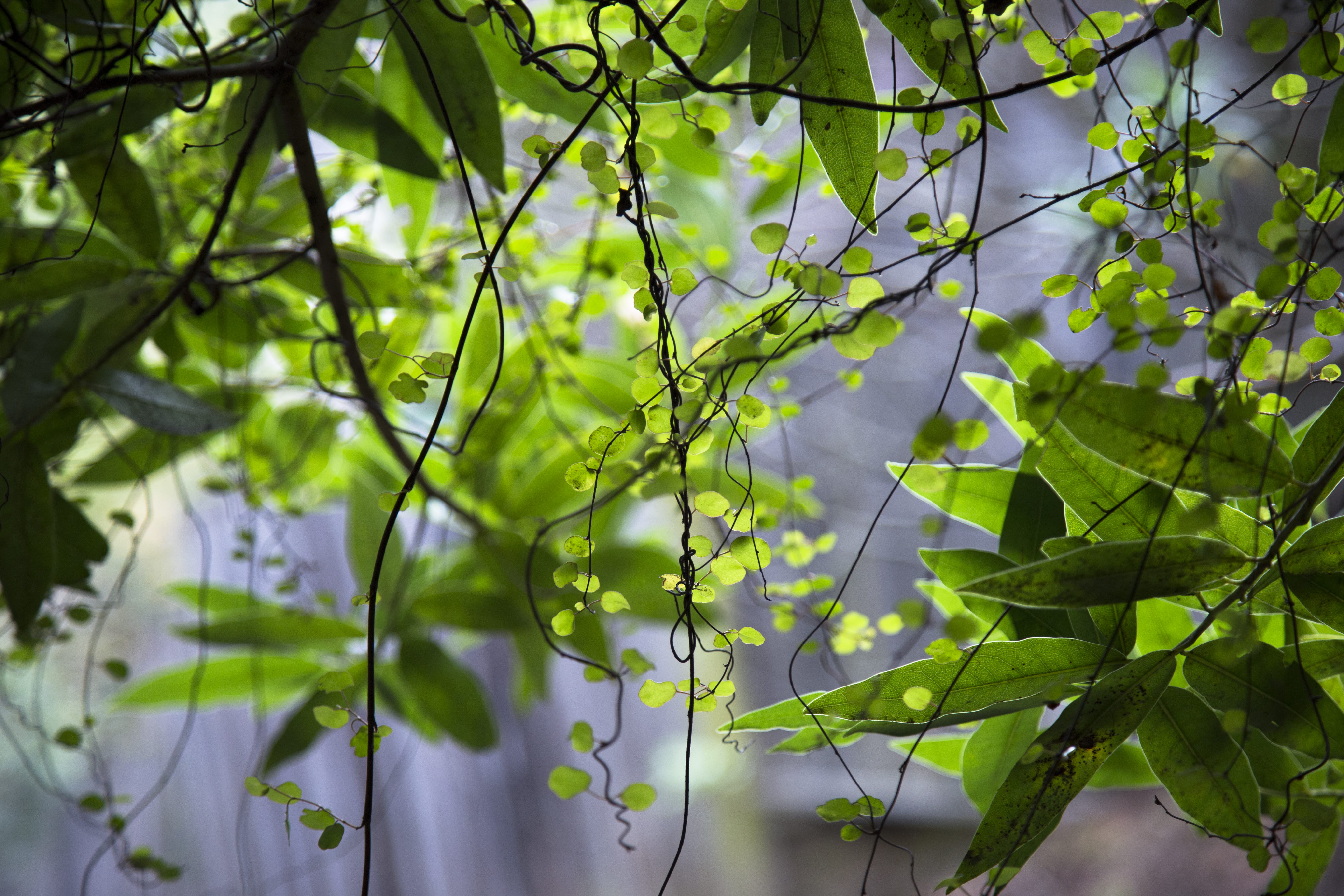 light, no people, focus on foreground, plant, sunlight, branch, close-up, leaf, 5K, tranquility, selective focus, forest, tree, growth, freshness, jungle, HD Wallpaper