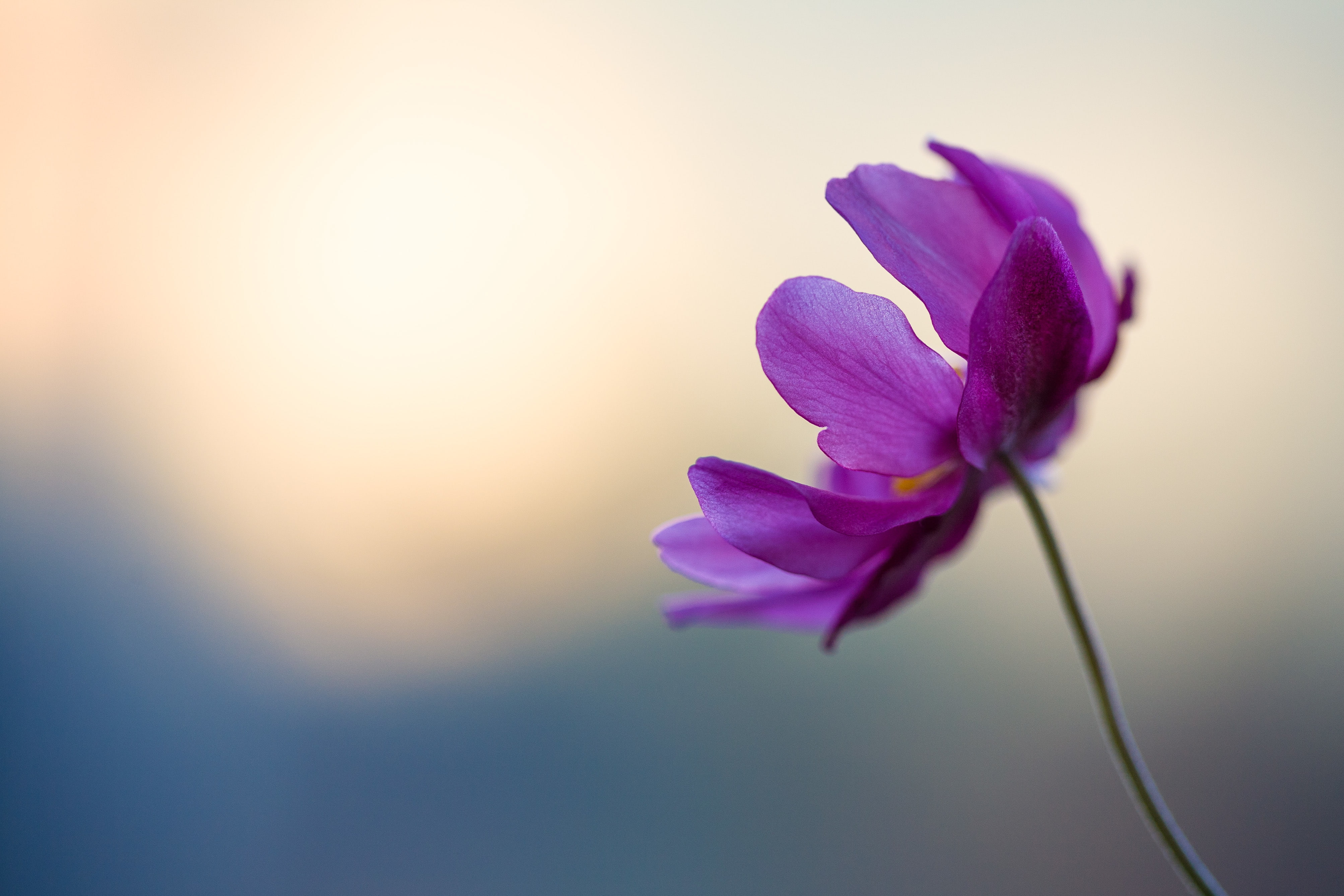 vulnerability, 4K, no people, plant stem, selective focus, inflorescence, outdoors, fragility, close-up, cosmos, beauty in nature, flower head, crocus, HD Wallpaper
