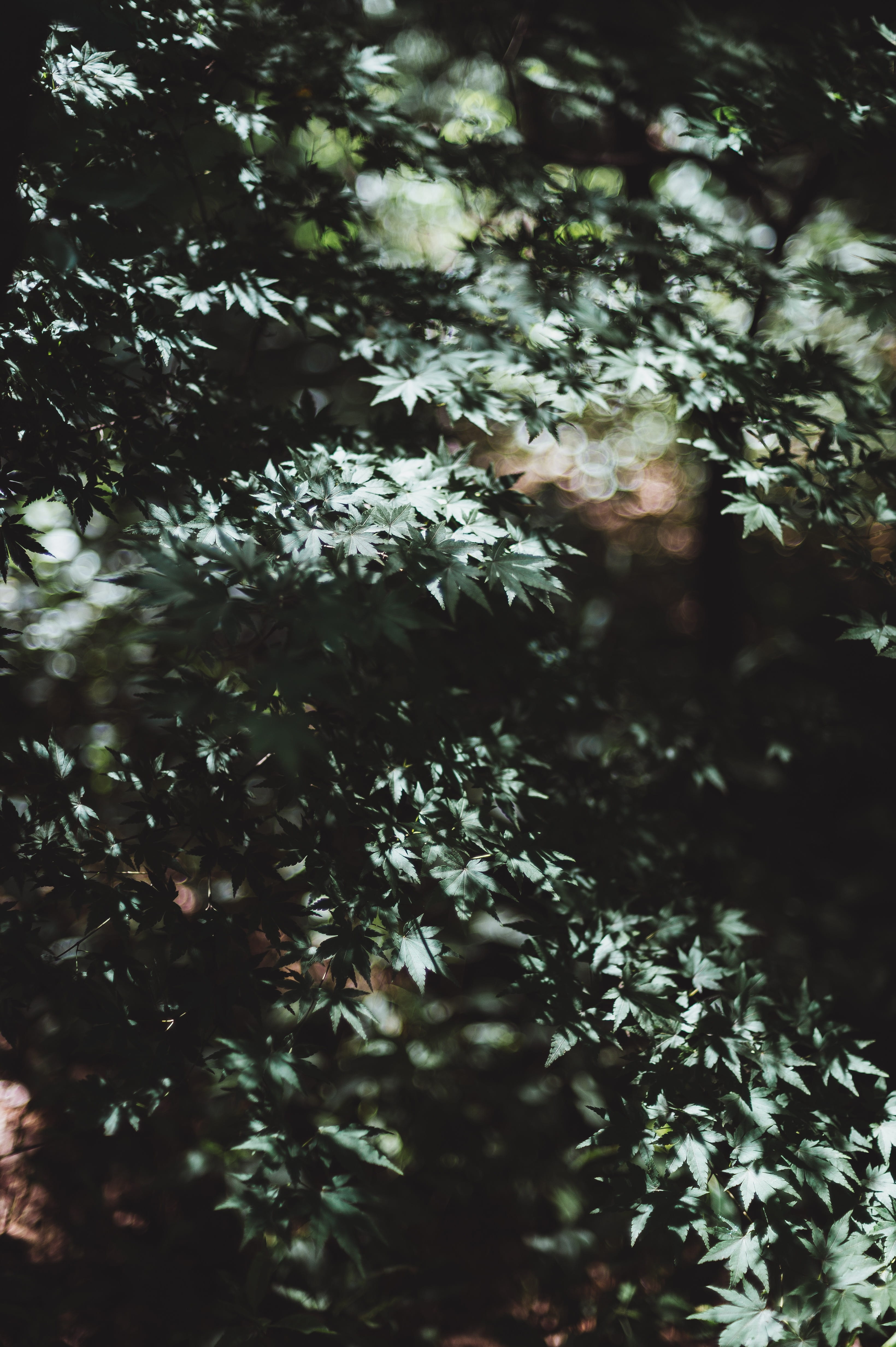 leaves, 4K, full frame, trees, nature, coniferous tree, day, photography, beauty in nature, green, close-up, leafe, outdoors, leaf, sunlight, tranquility, Phone HD Wallpaper