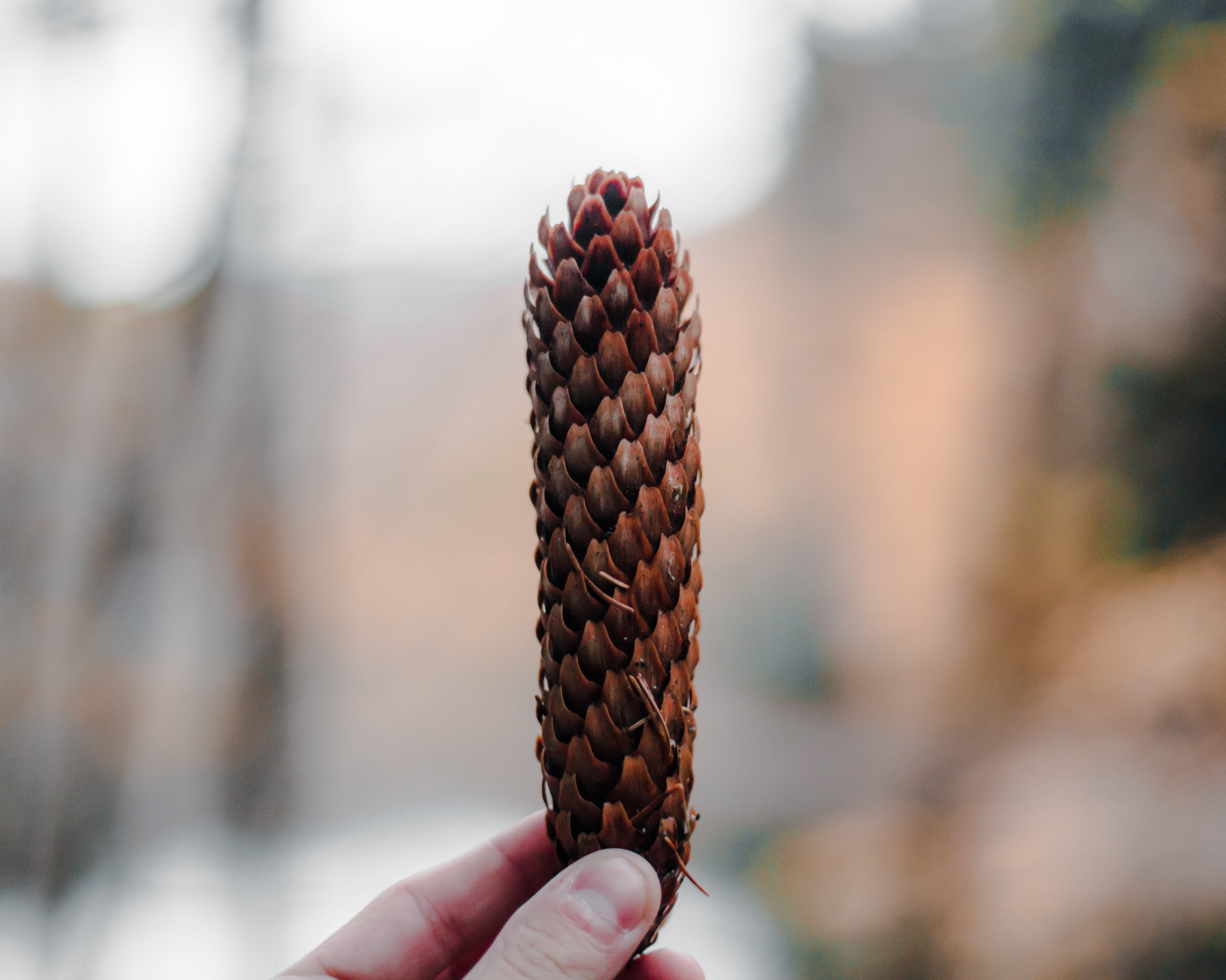 temptation, 4K, cone, food and drink, food, personal perspective, lifestyles, bokeh, close-up, human body part, real people, nature, outdoors, fall, tree, HD Wallpaper