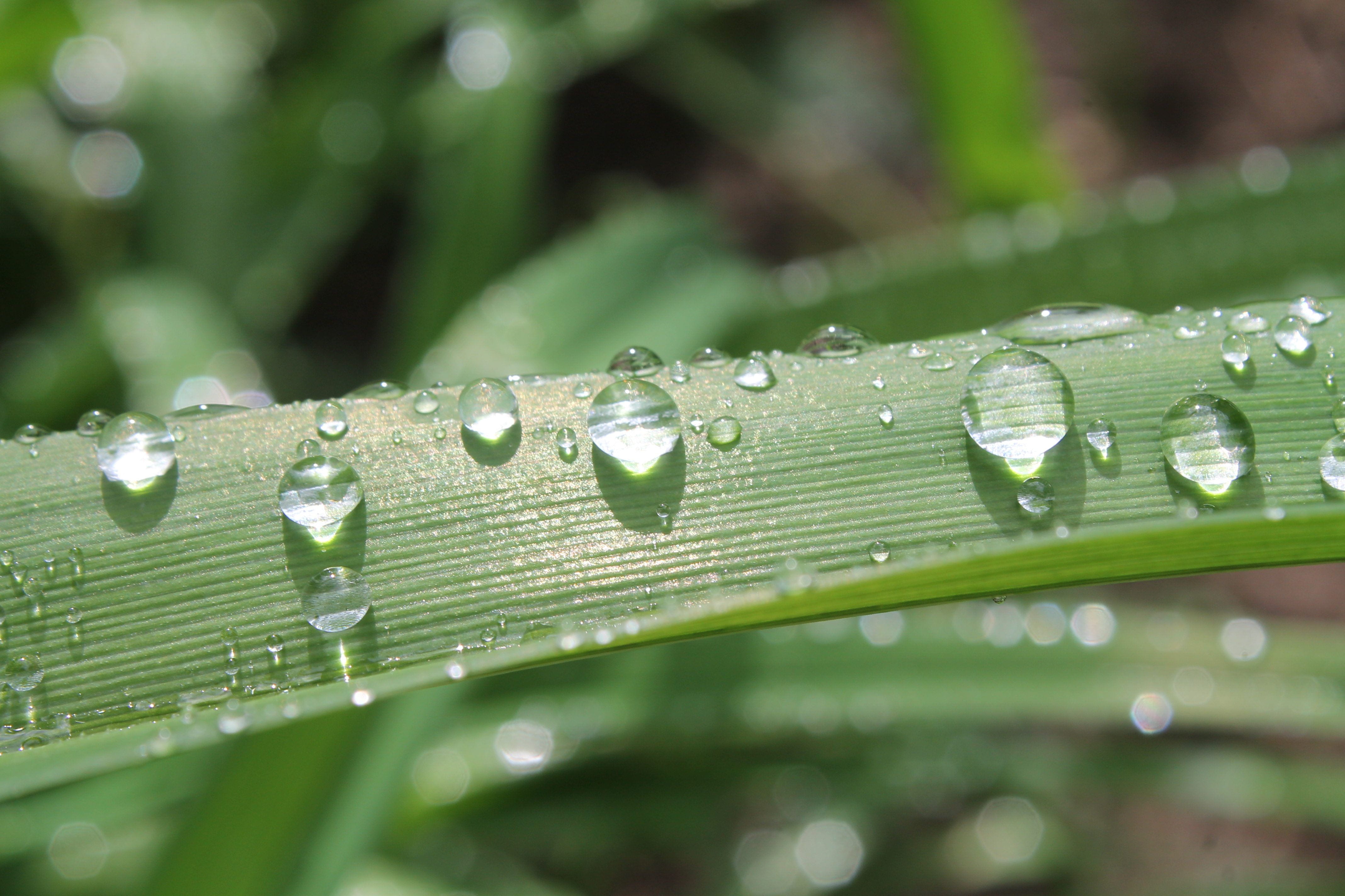 dewdrops, leaf, close-up, rain drop, no people, dew, growth, purity, droplets, plant, nature, droplet, green color, rain, closeup, drop, beauty in nature, HD Wallpaper